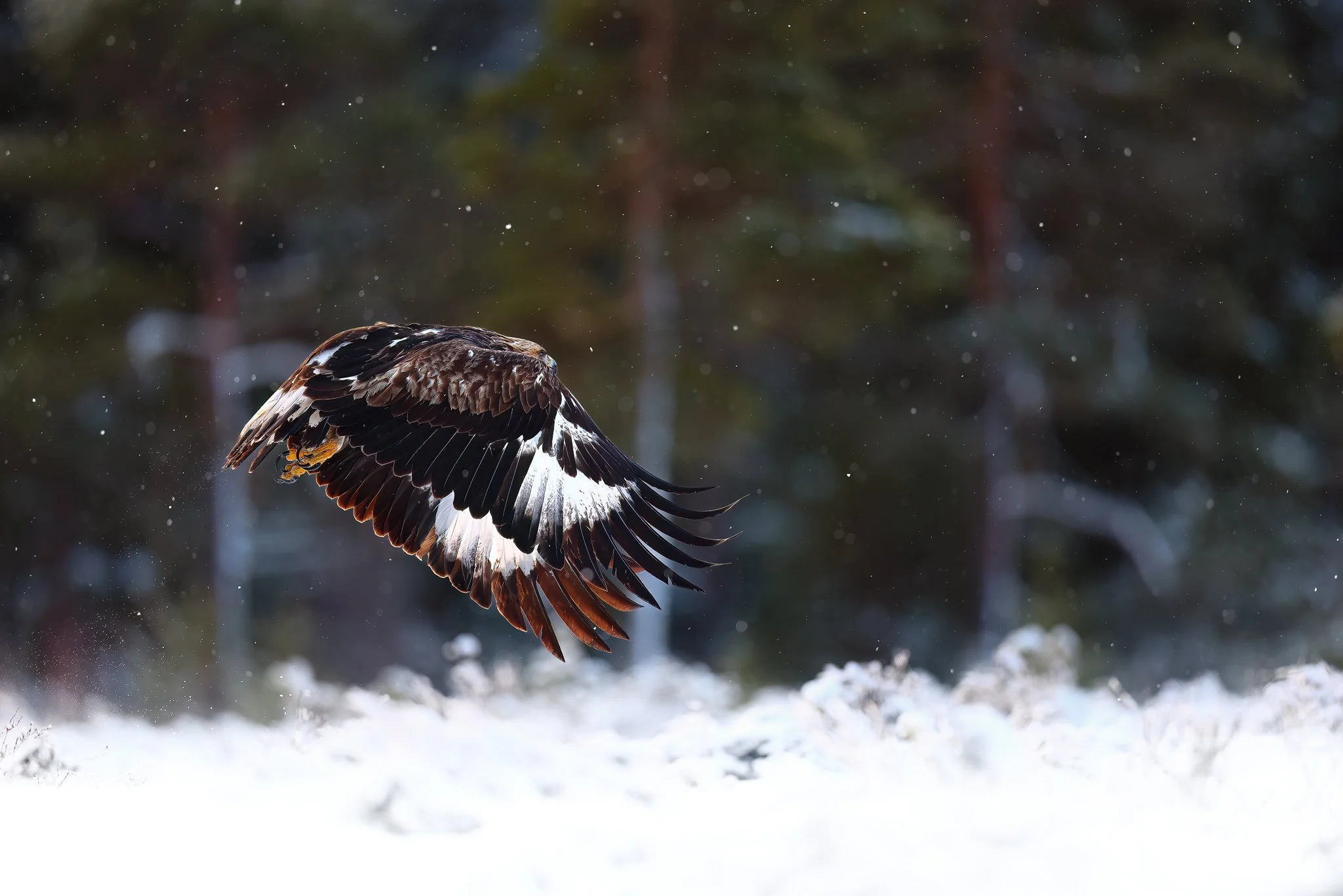 Golden eagle in flight