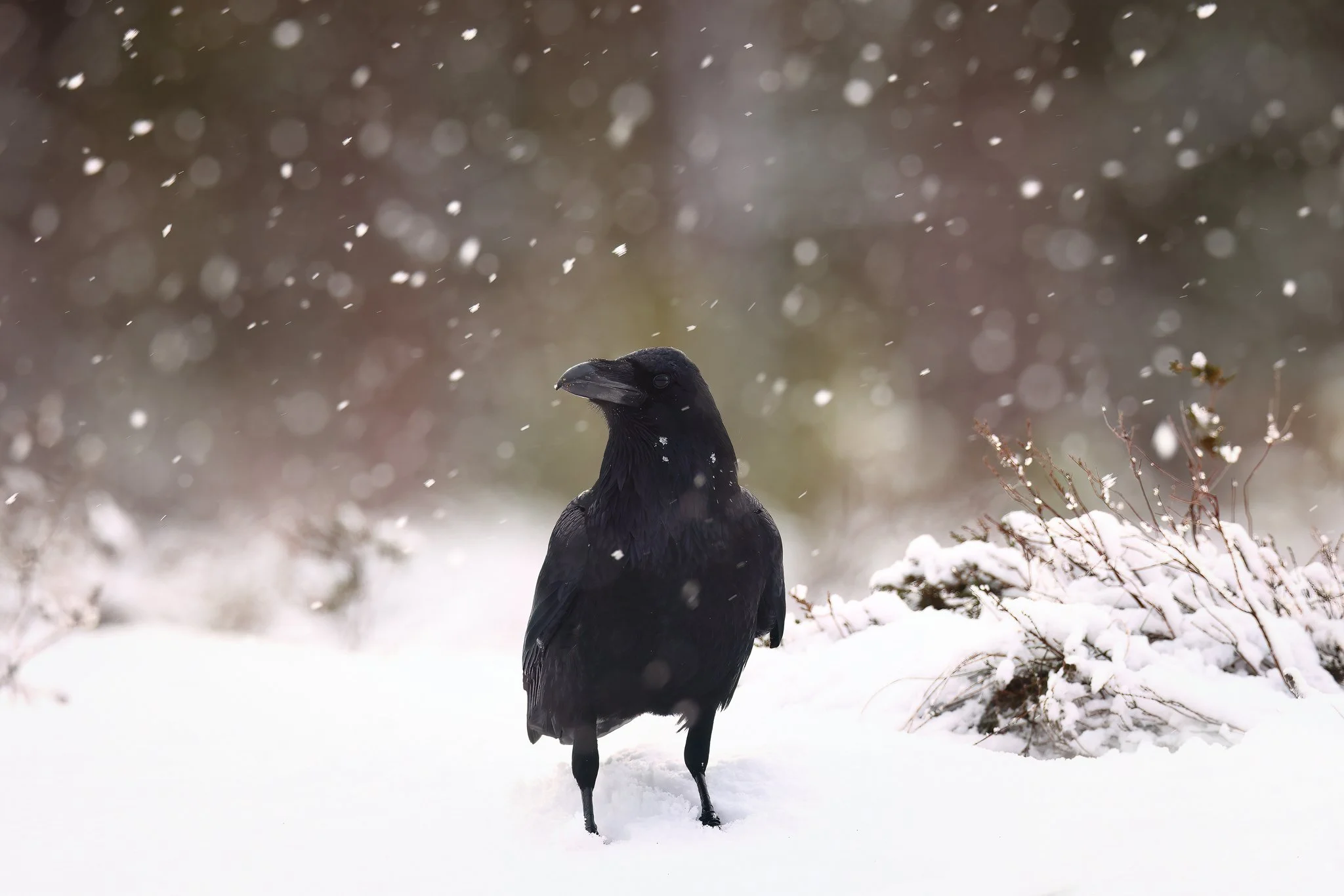 Raven in Snowfall
