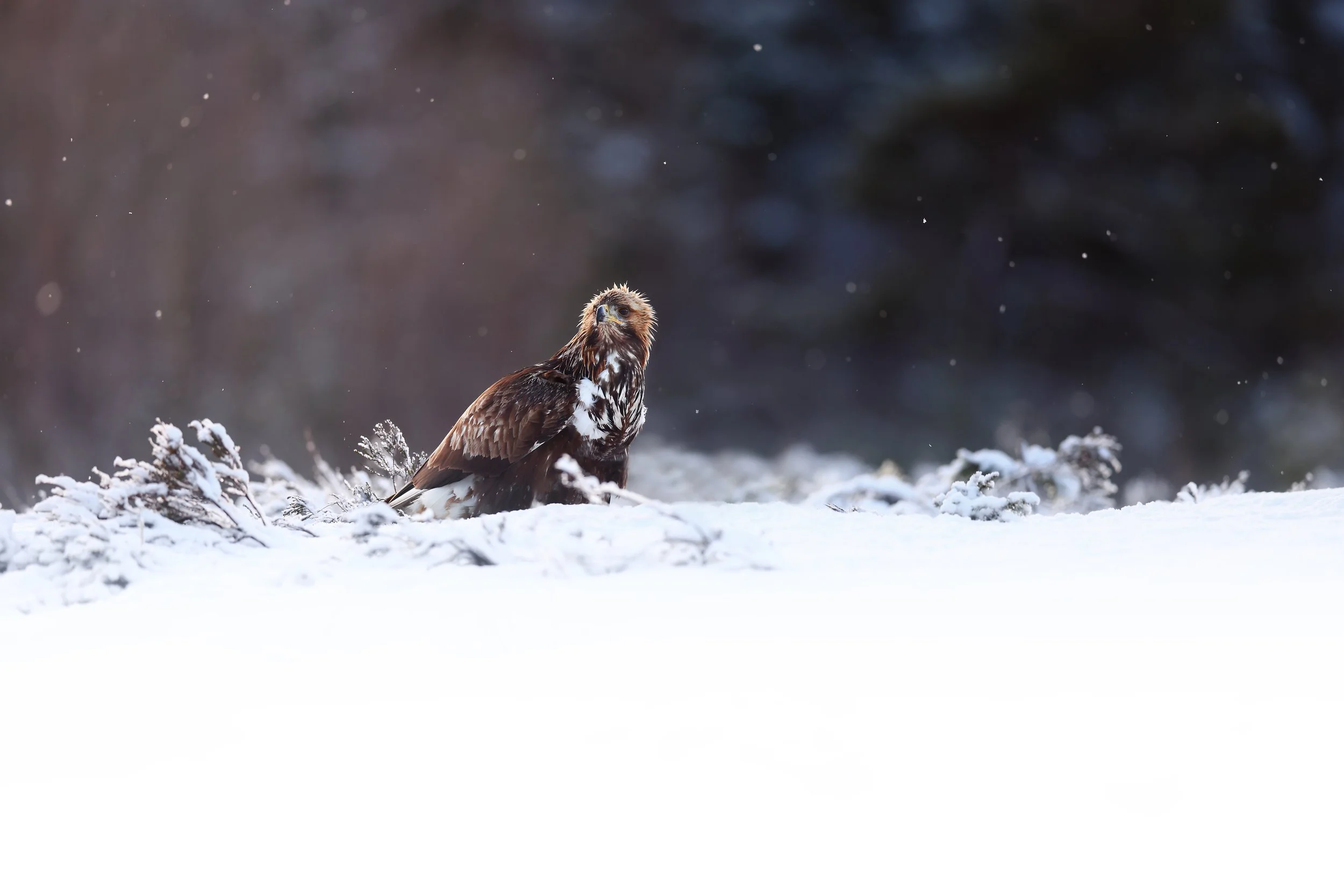 Golden eagle protecting the prey