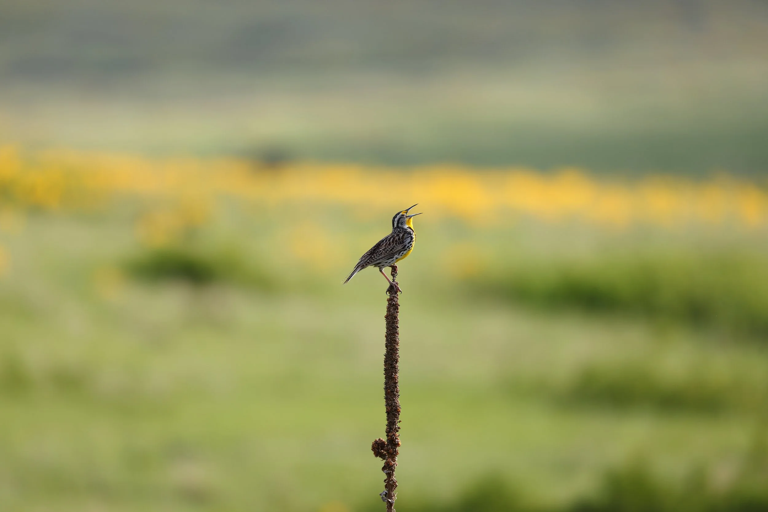 Singing Western Meadowlark