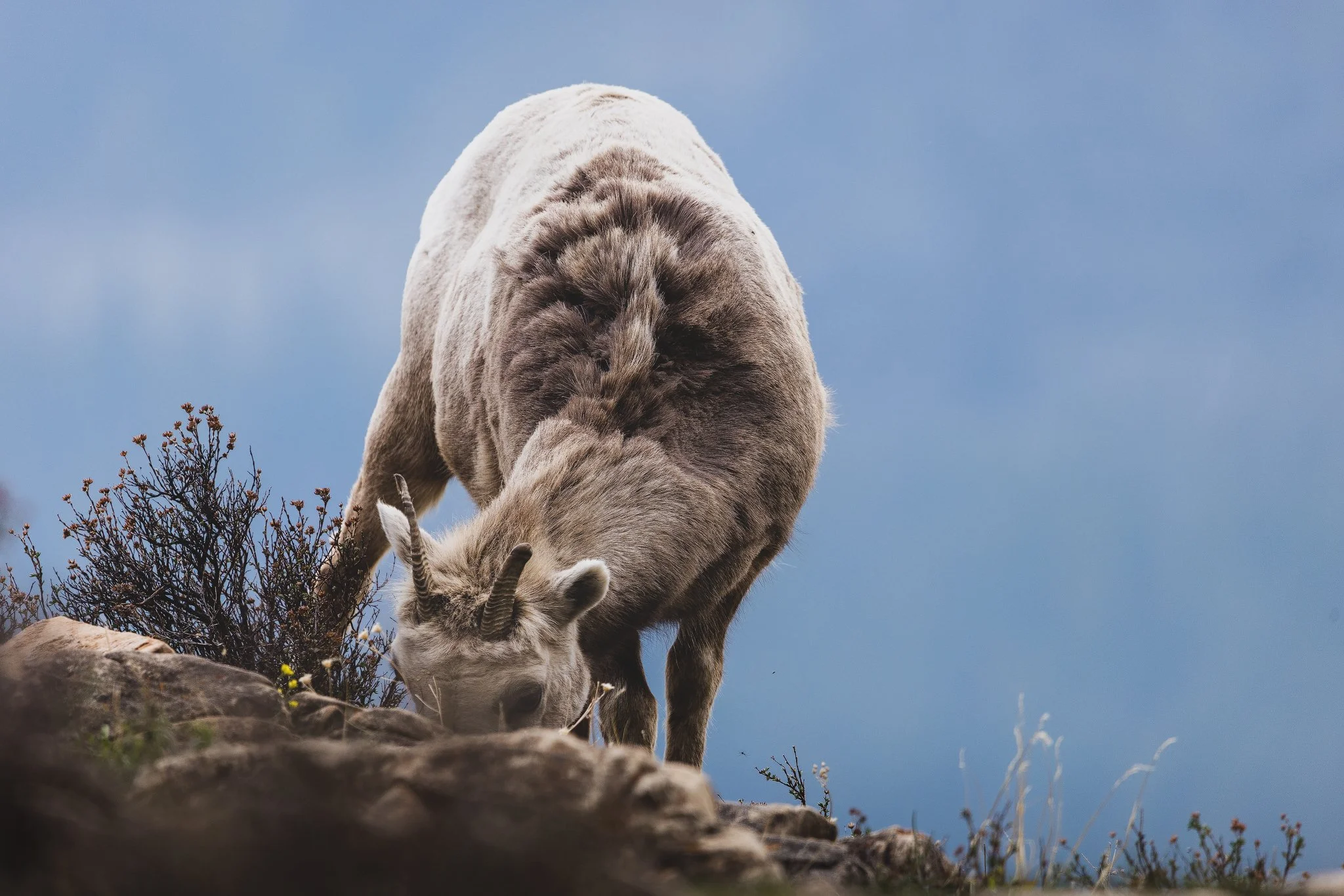 Grazing Bighorn Sheep