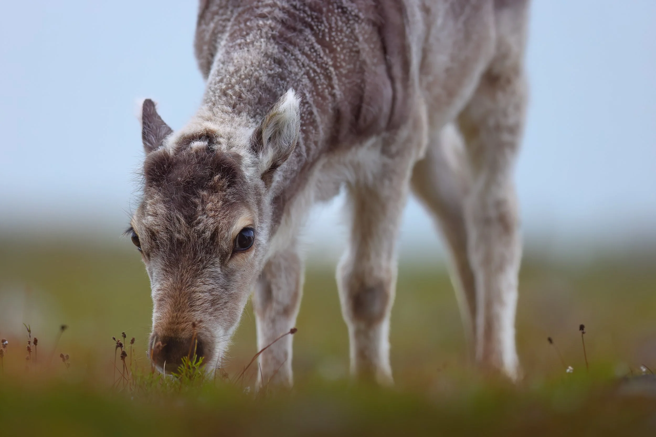 Reindeer calf