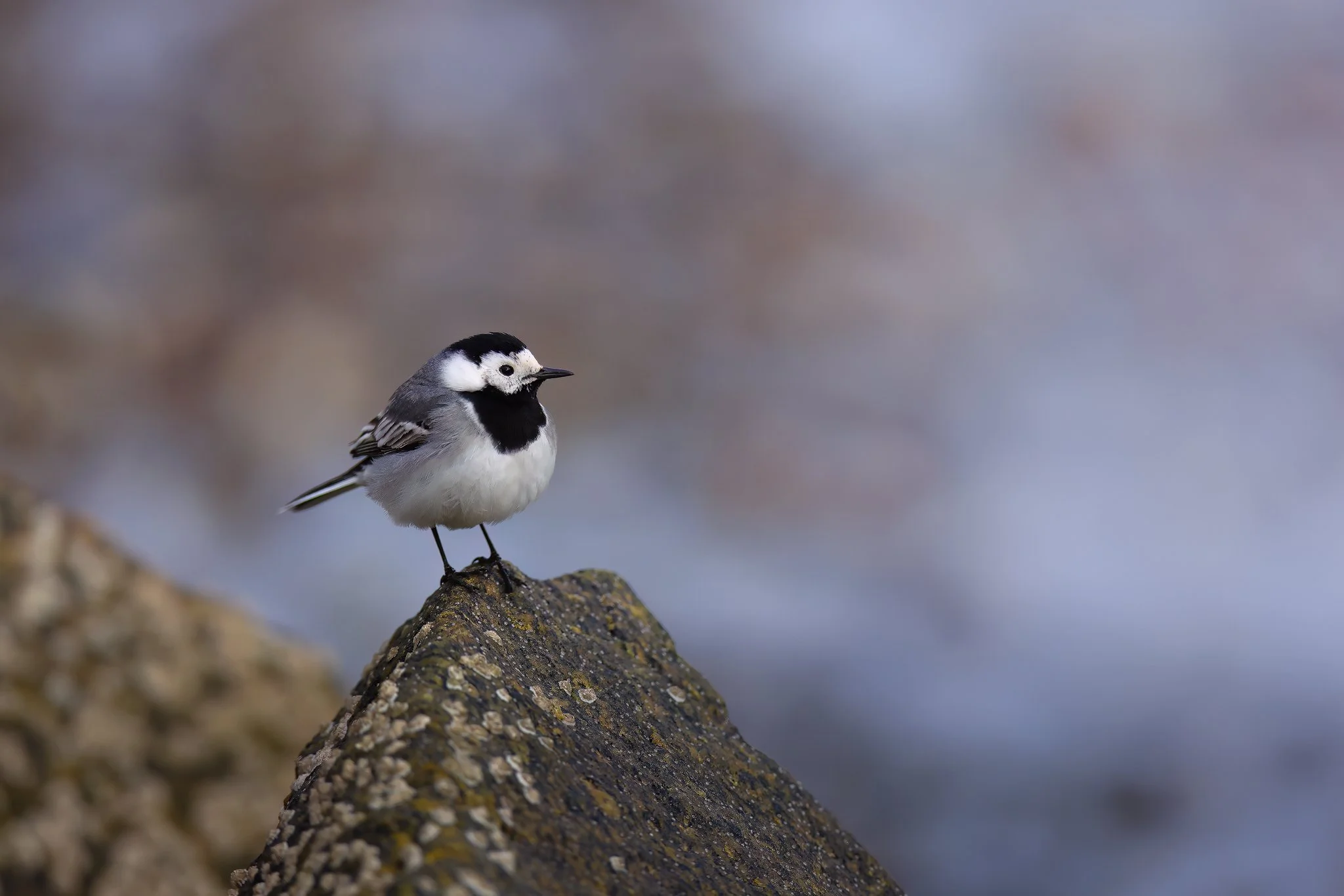 White Wagtail