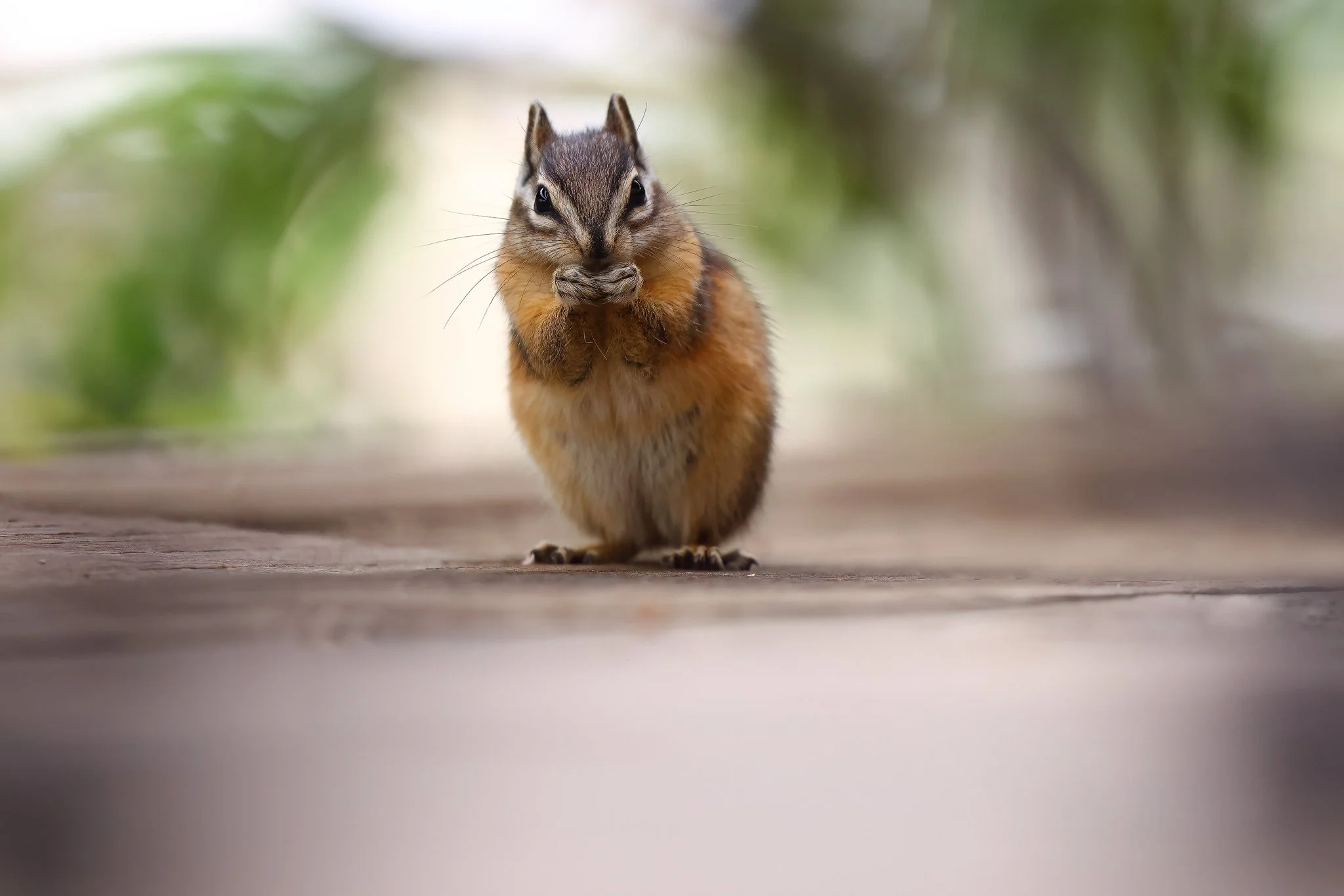 Eastern Chipmunk