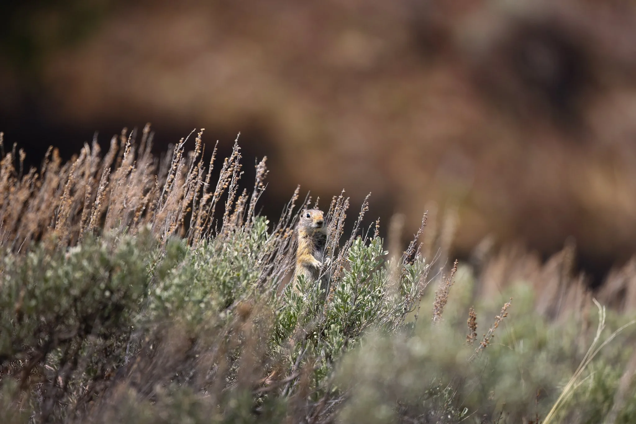 Ground Squirrel