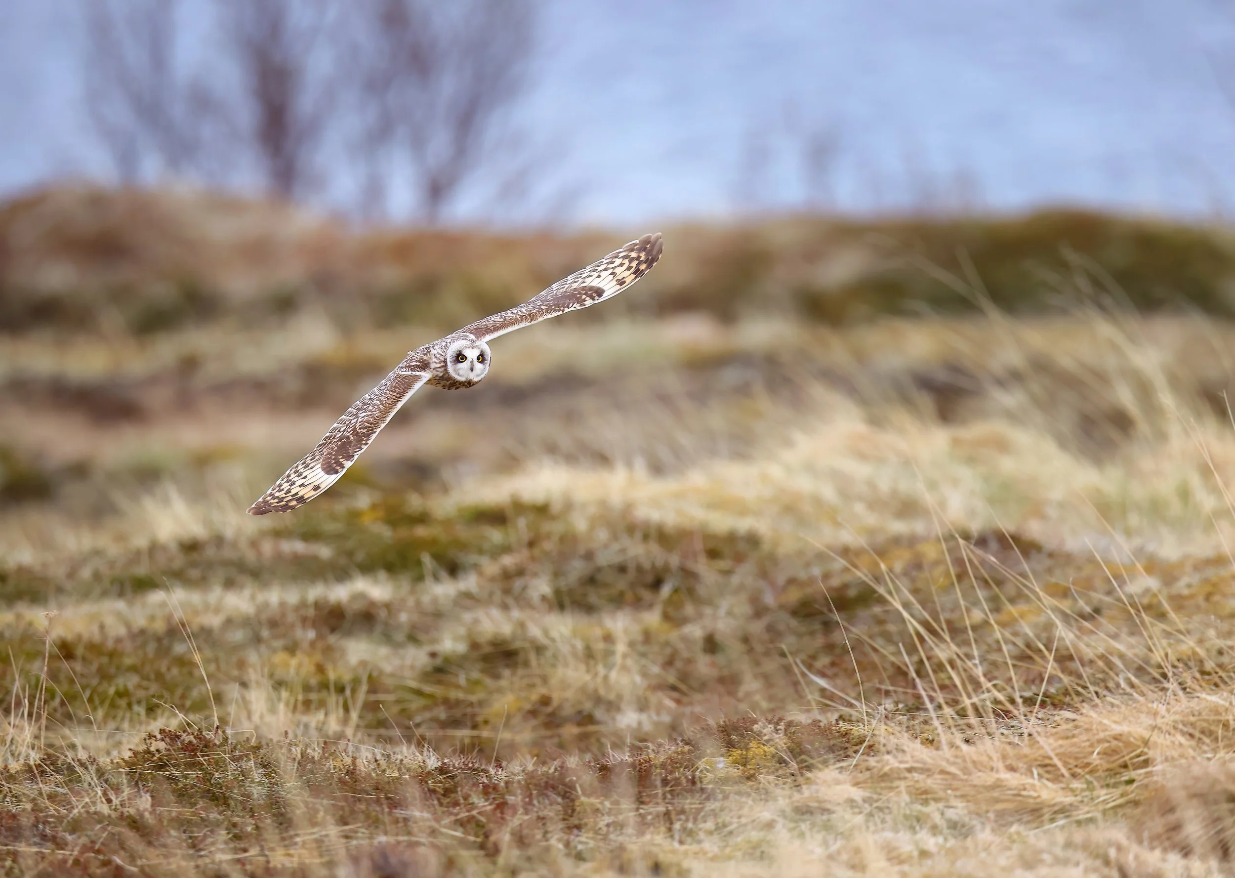 Short-eared owl in flight