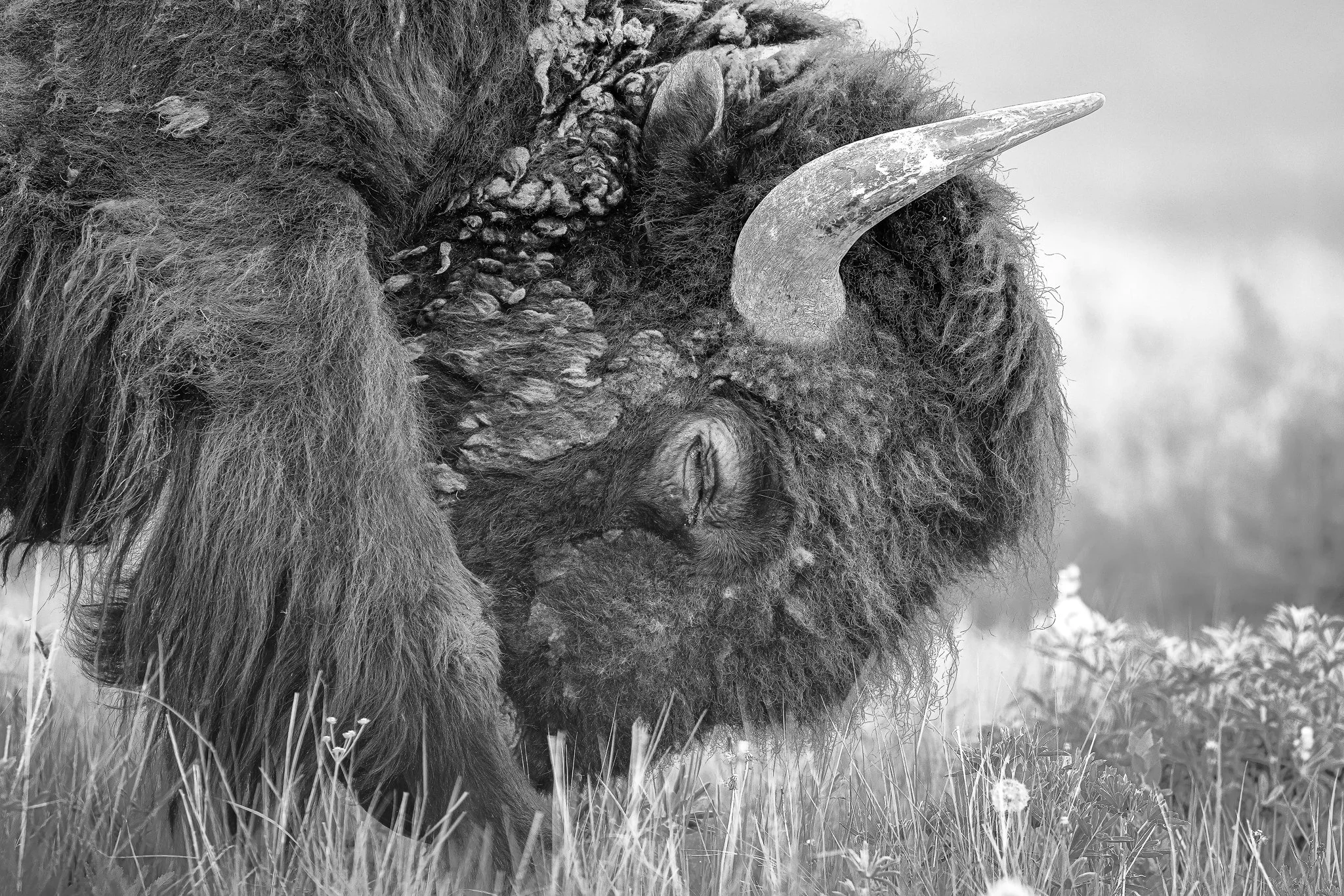 Bison B&W