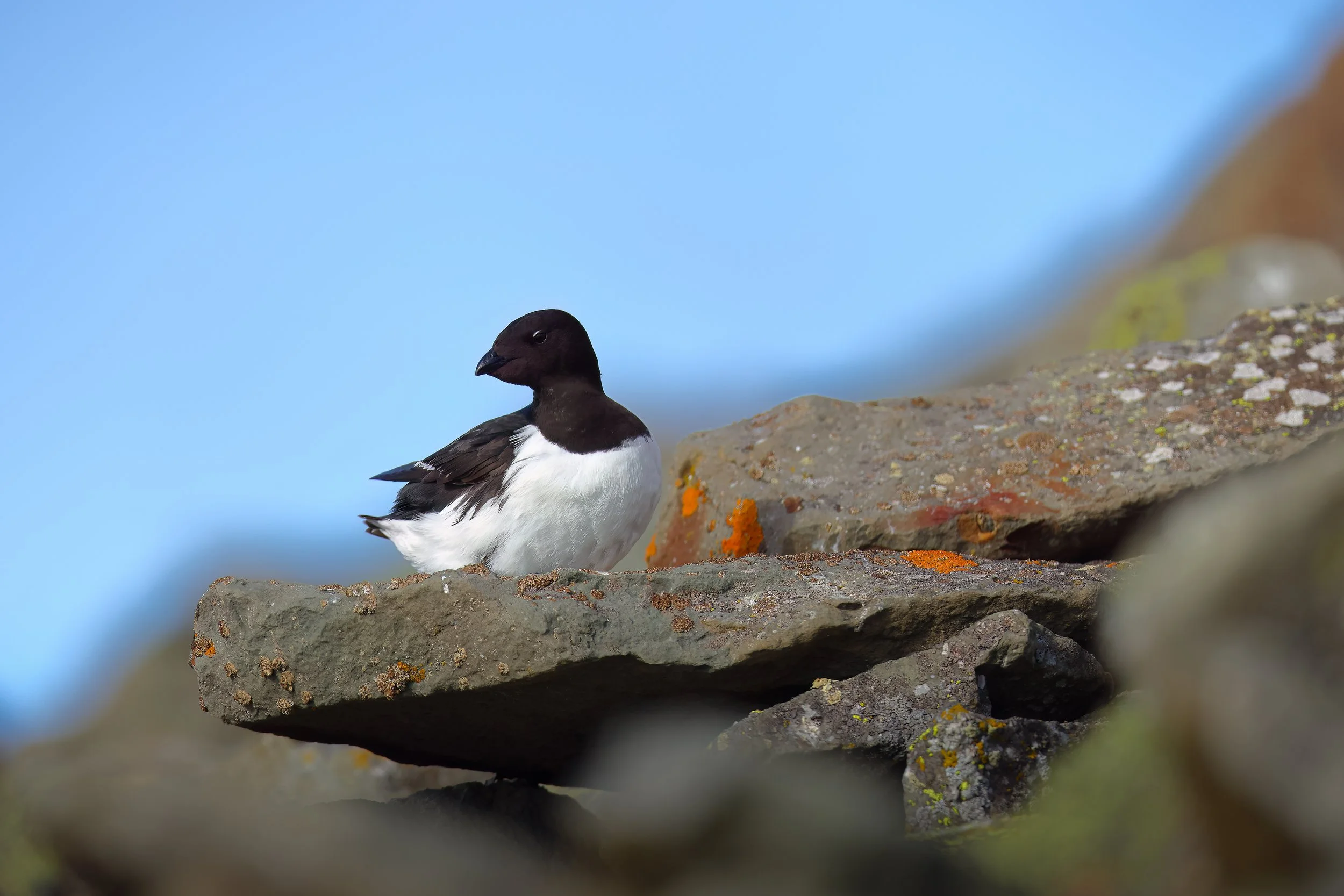 Little auk