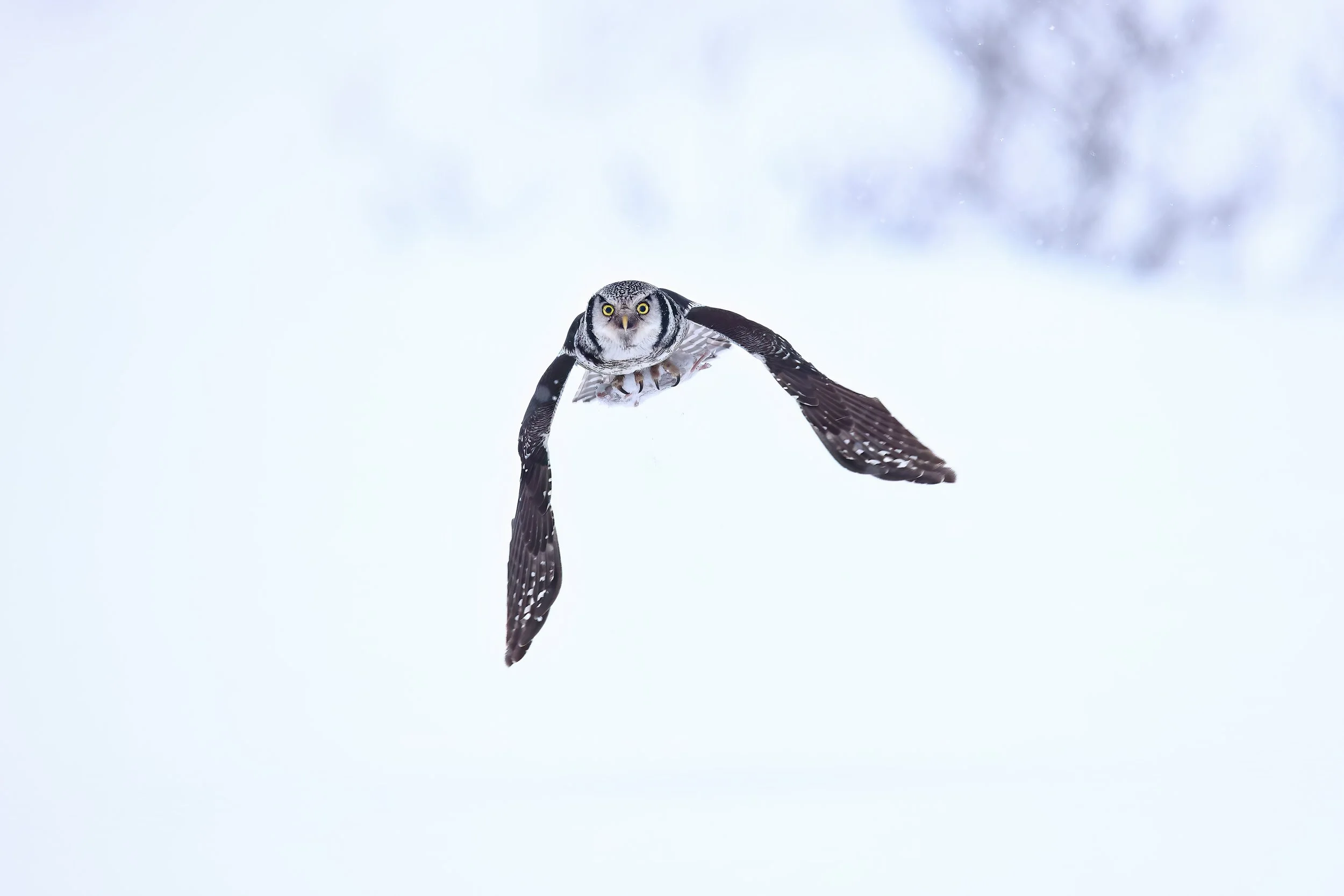 Northern hawk owl in flight