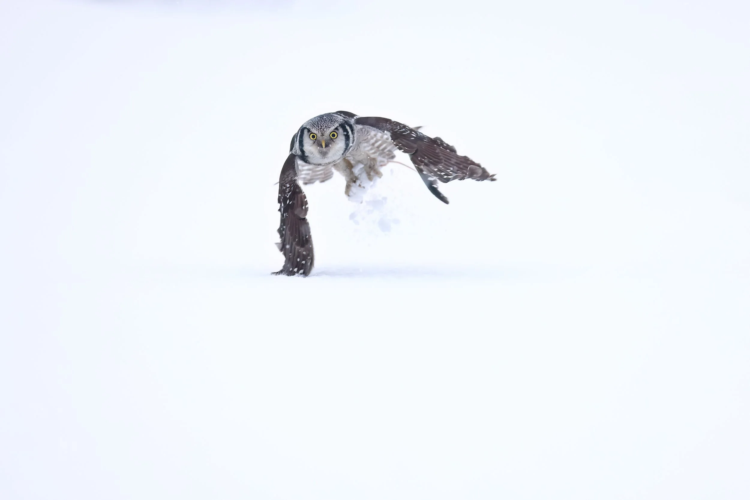 Northern hawk owl
