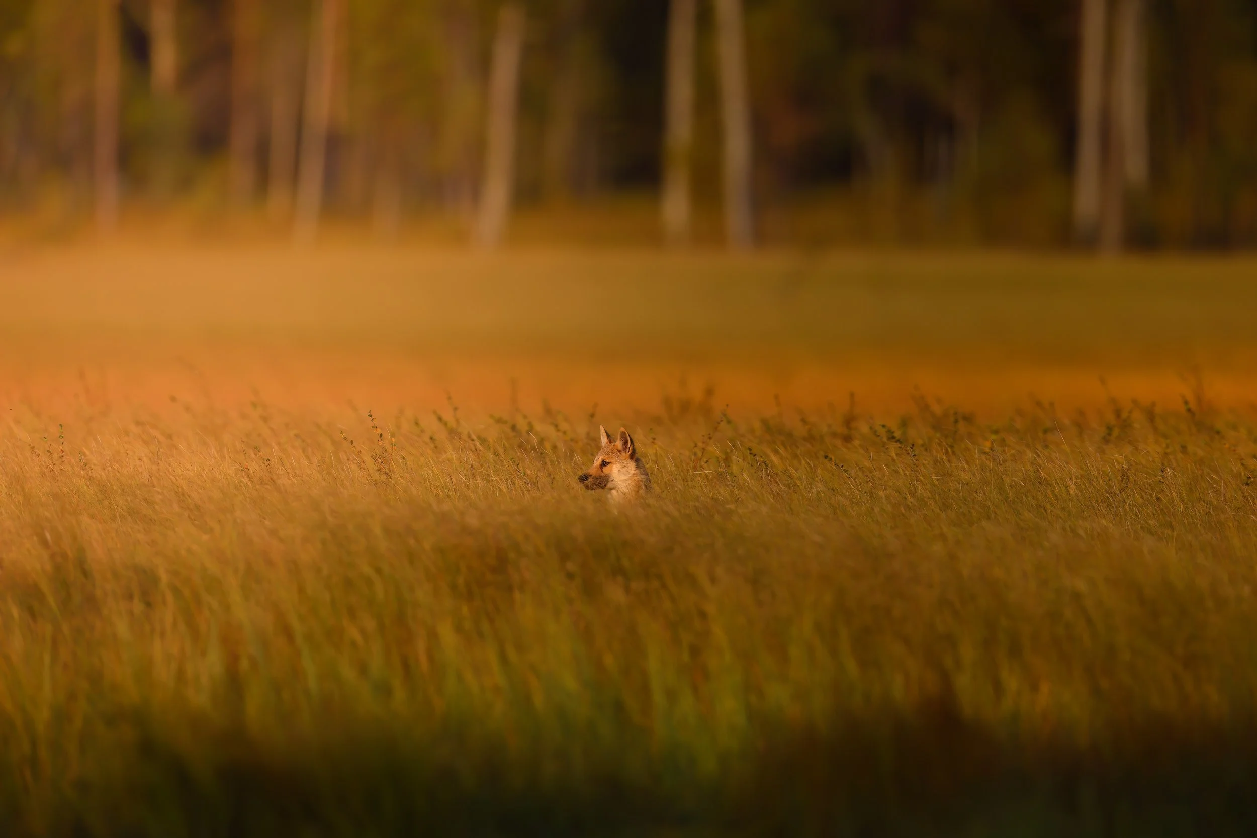 Sneaking in the grass