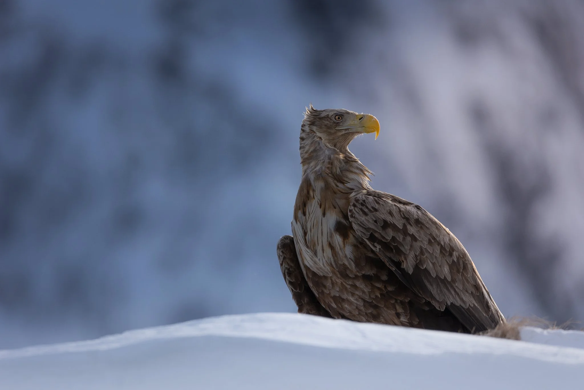 _U5A5212-Edit copy.jpg