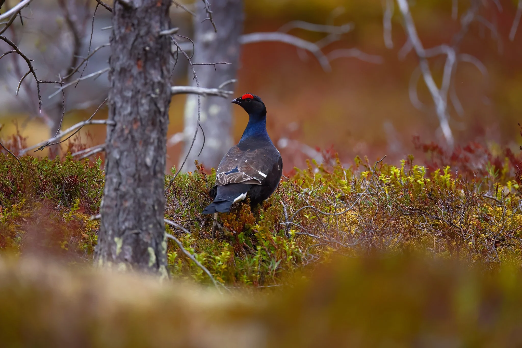 Black Grouse