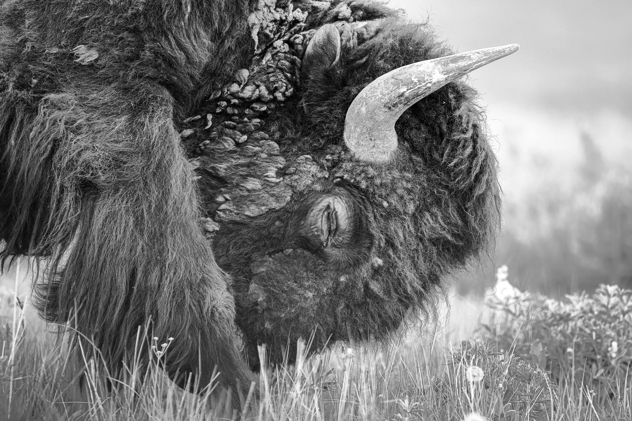 Grazing Bison