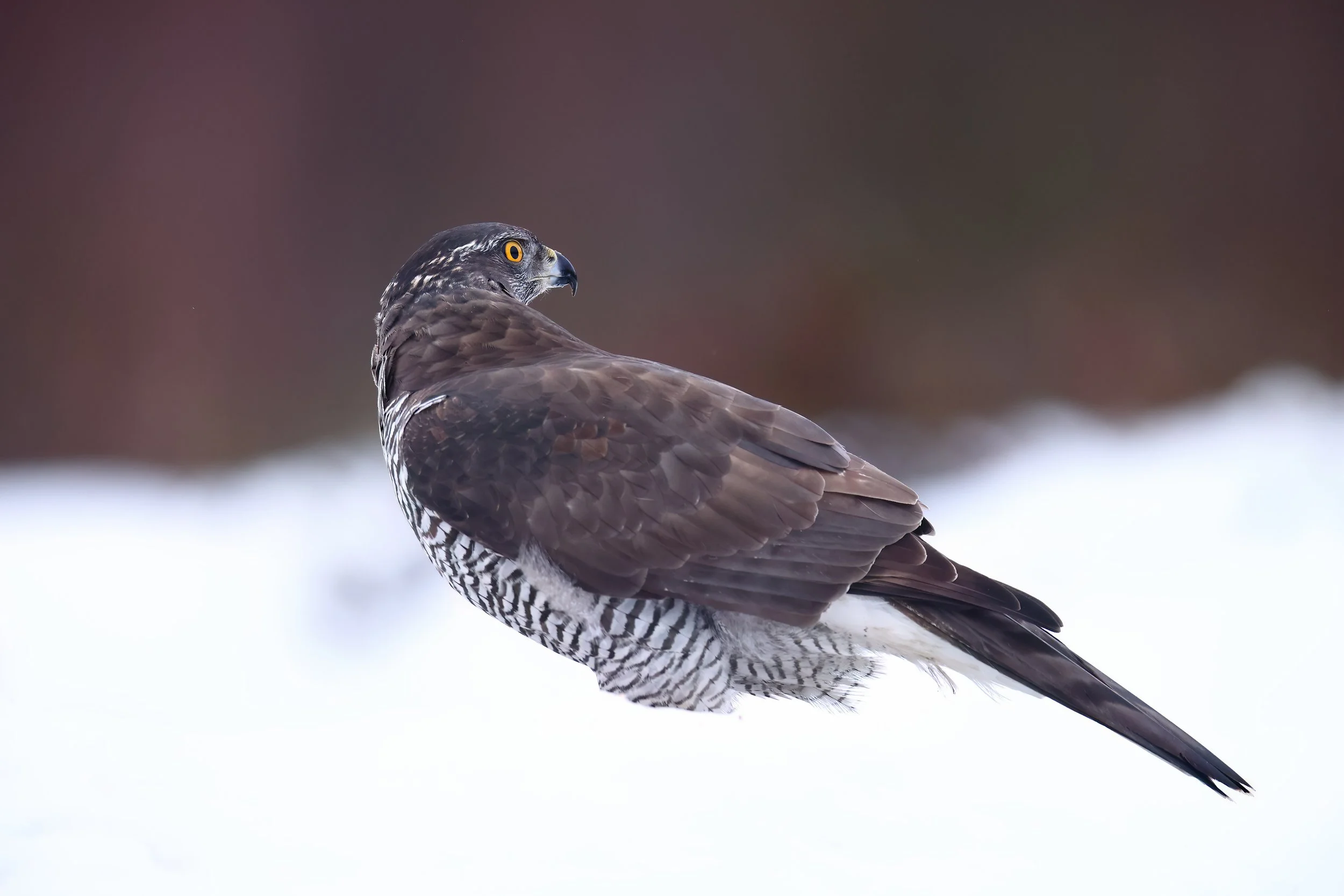 Goshawk portrait