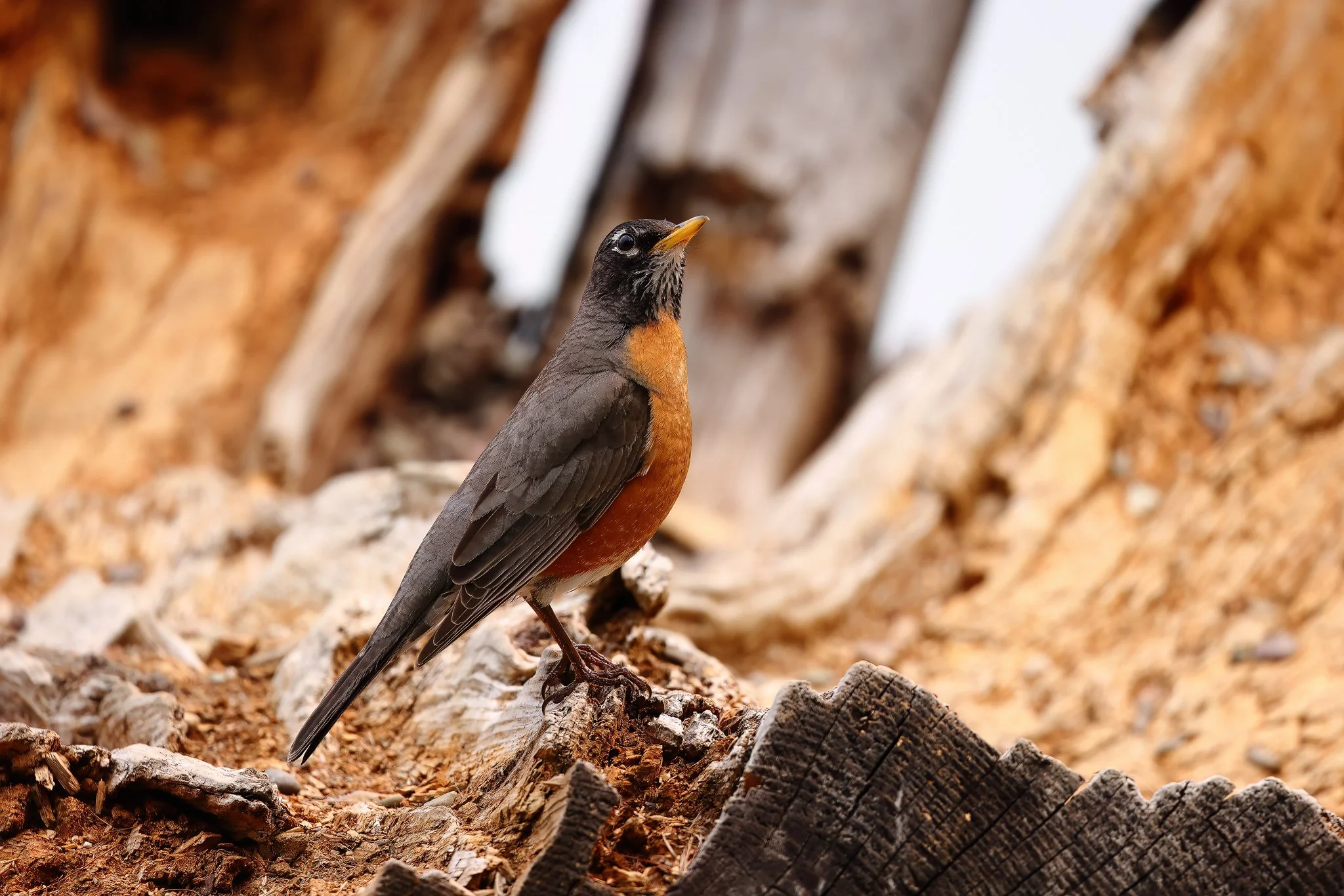 American Robin