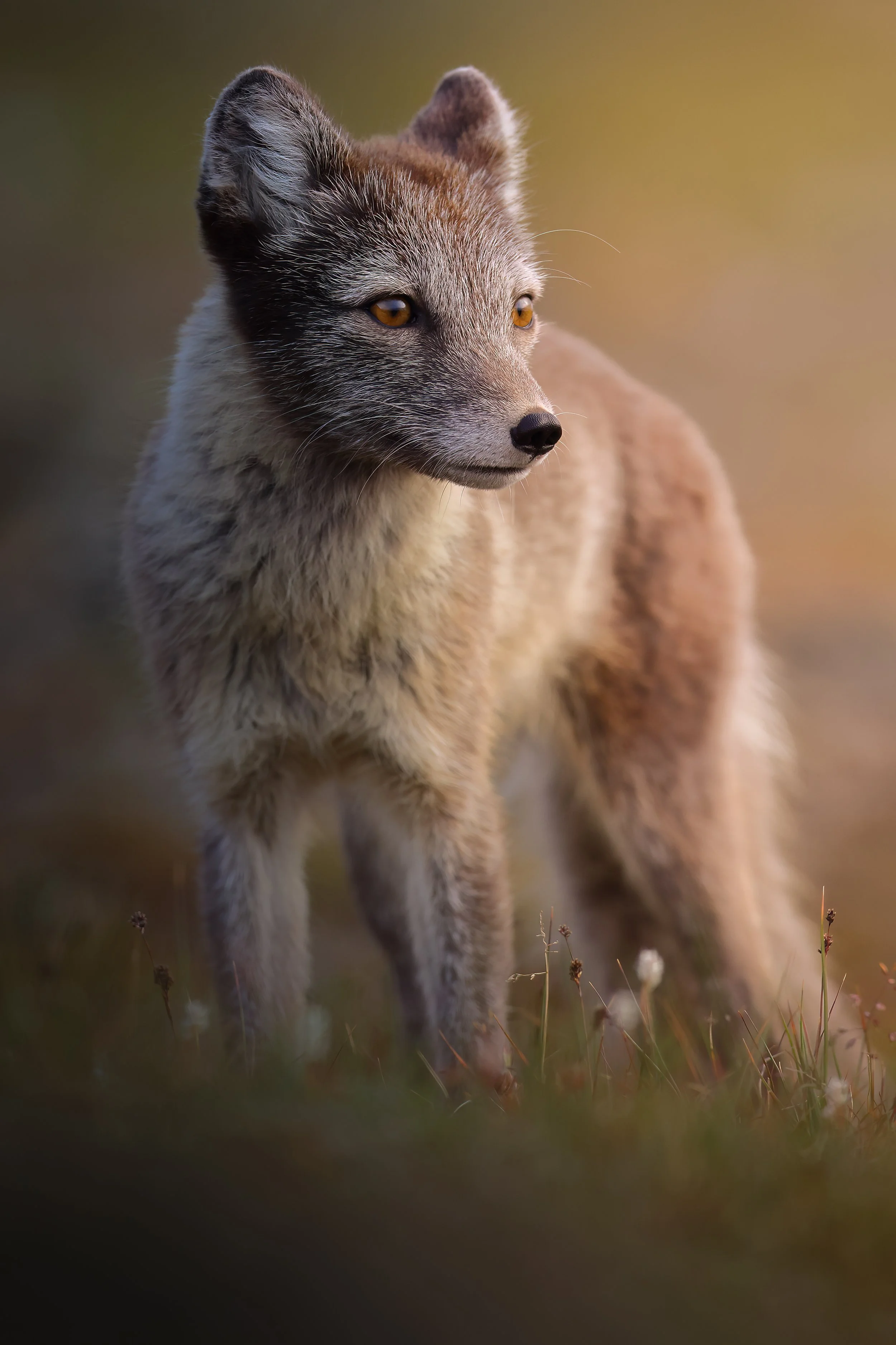 Arctic fox portrait
