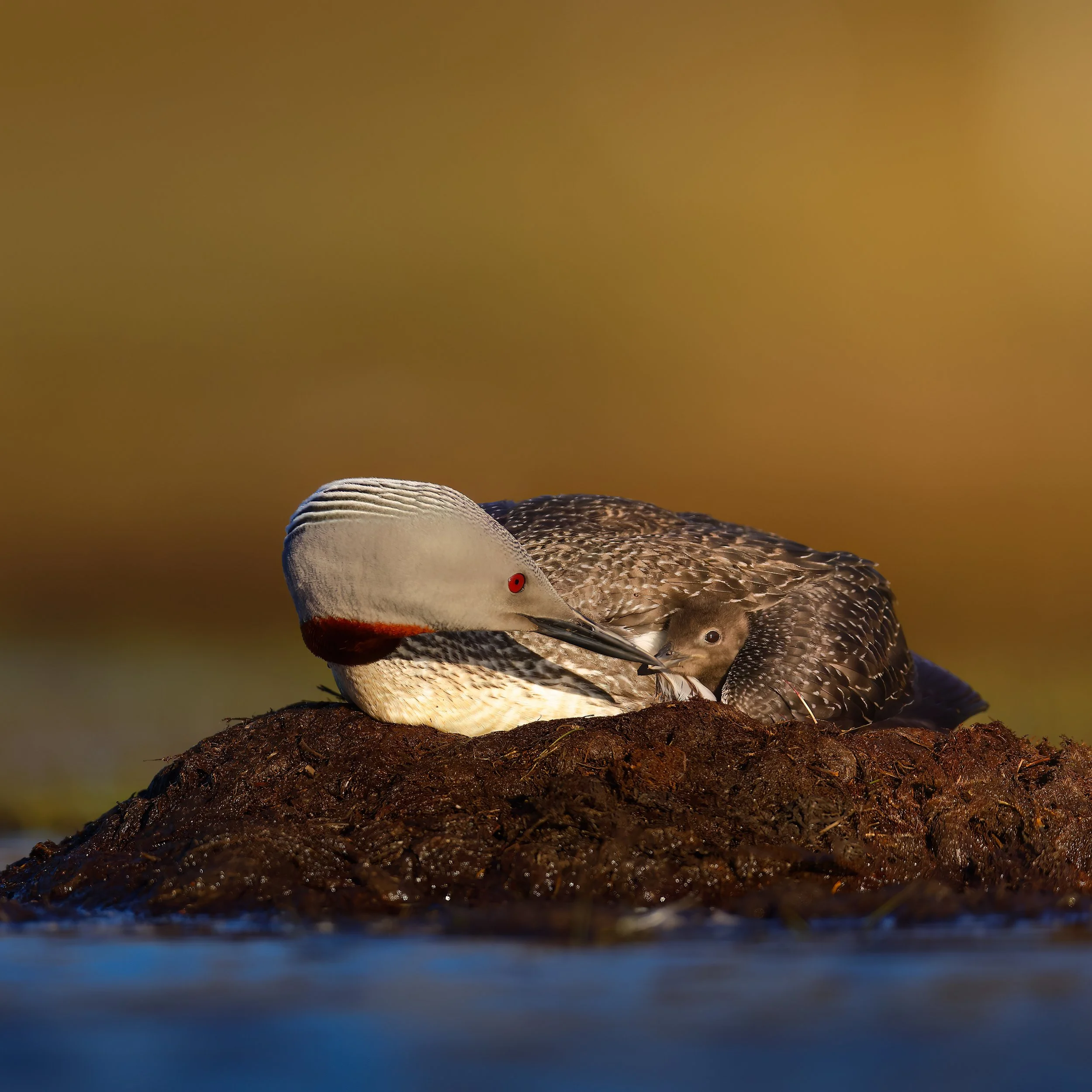 Mother and her baby loon