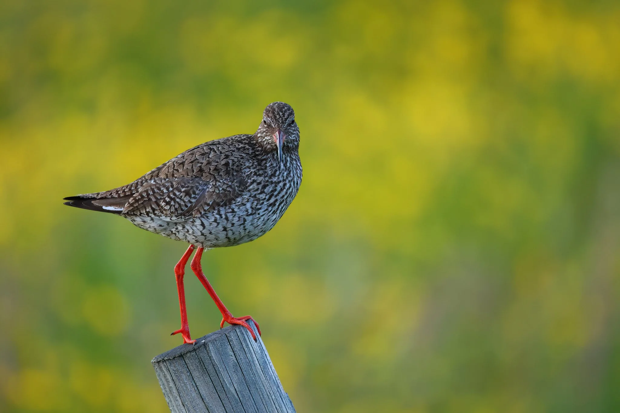 Common Redshank