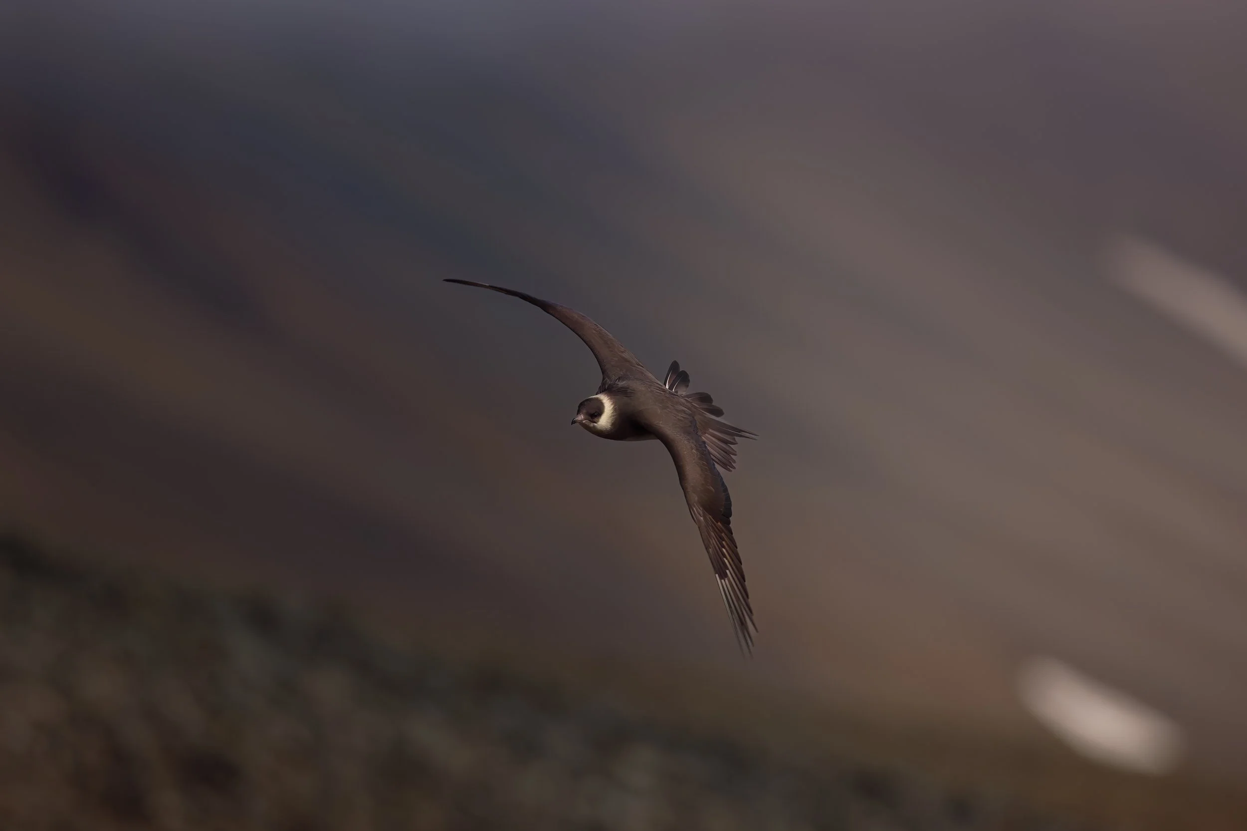 Arctic skua