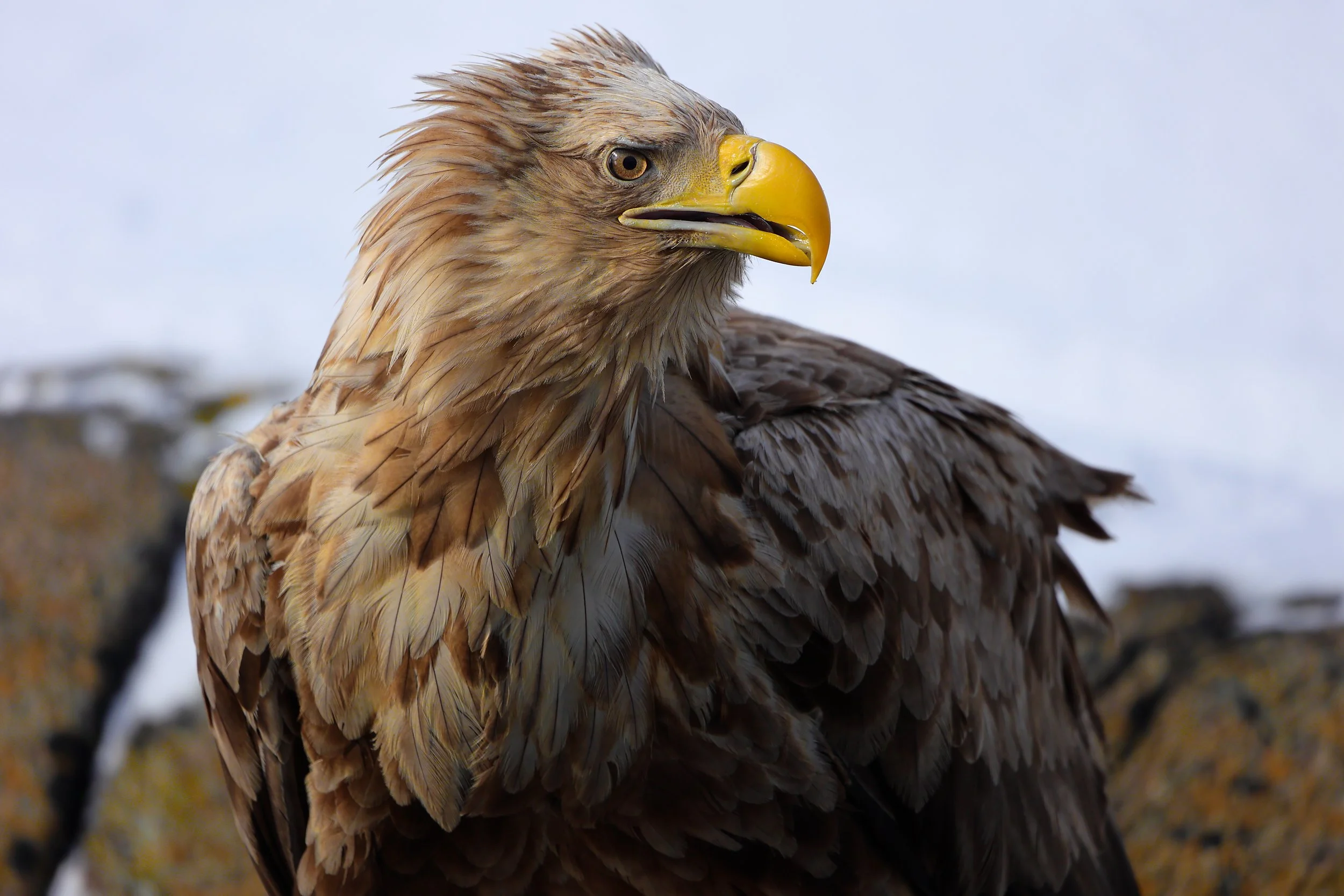 The queen of the sky