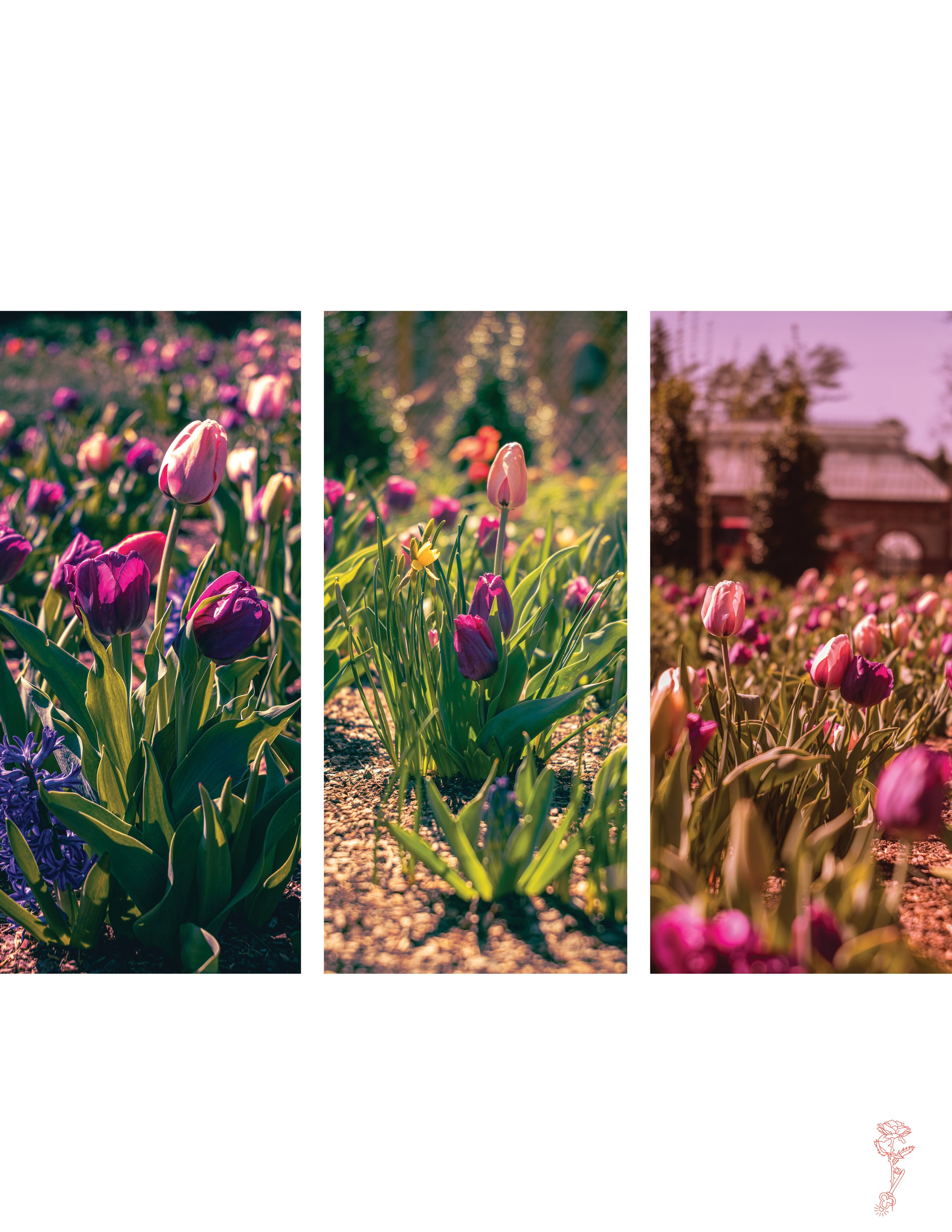 Spring Tulip Trio Set