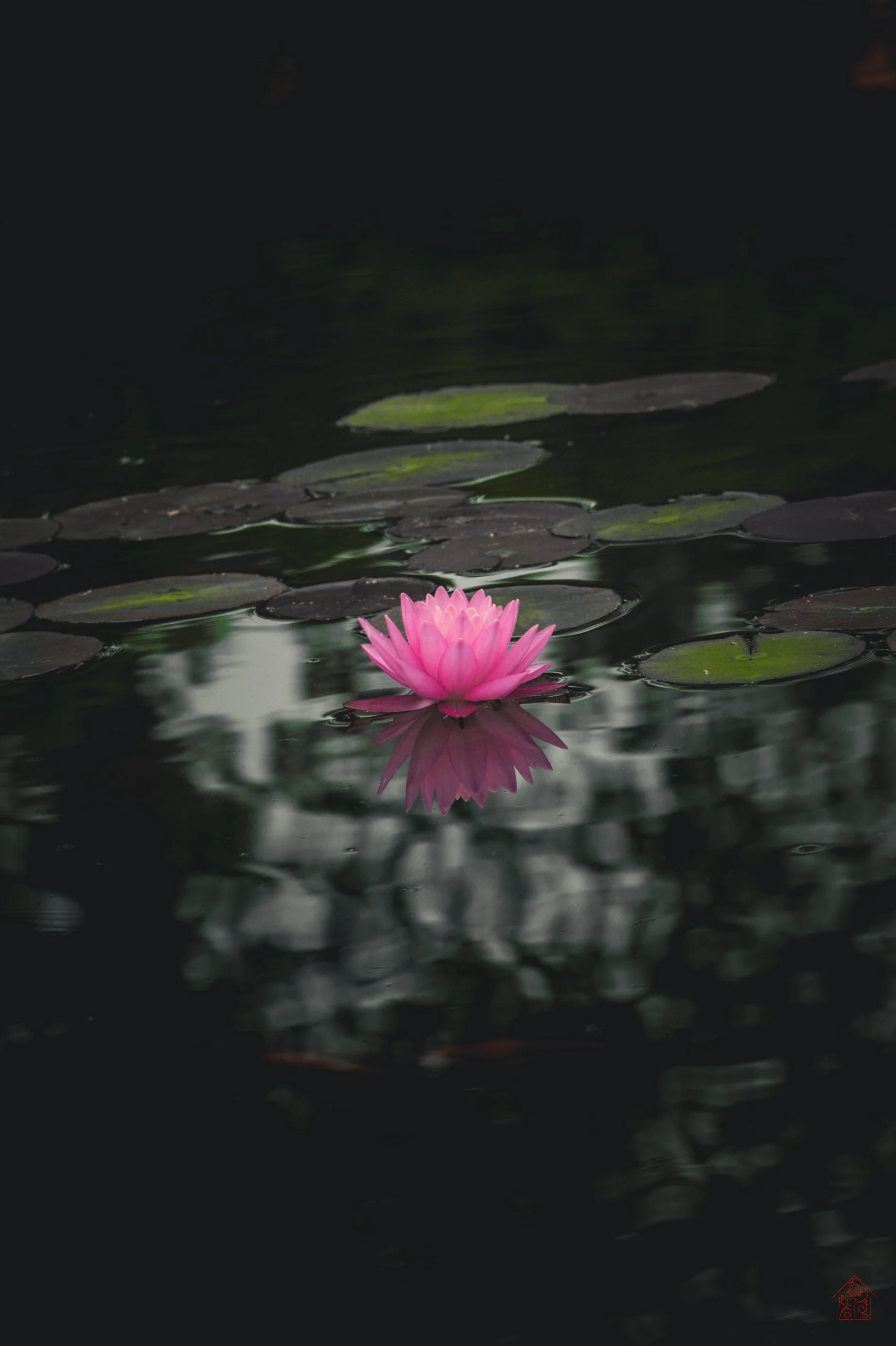 Pink Lotus Reflection