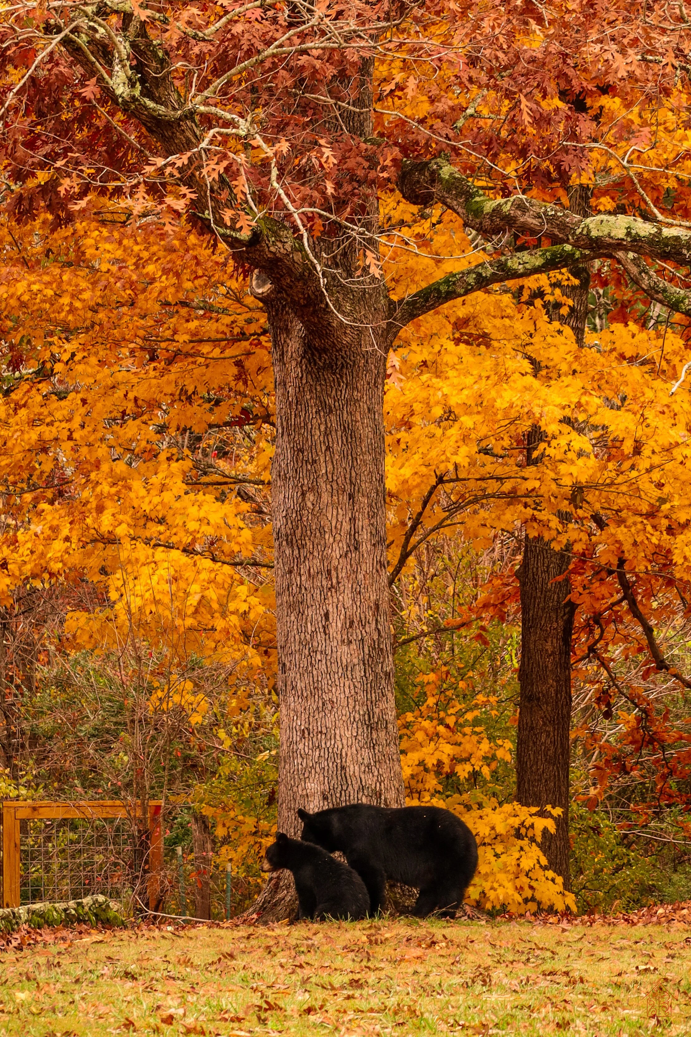 Bear Print.jpg