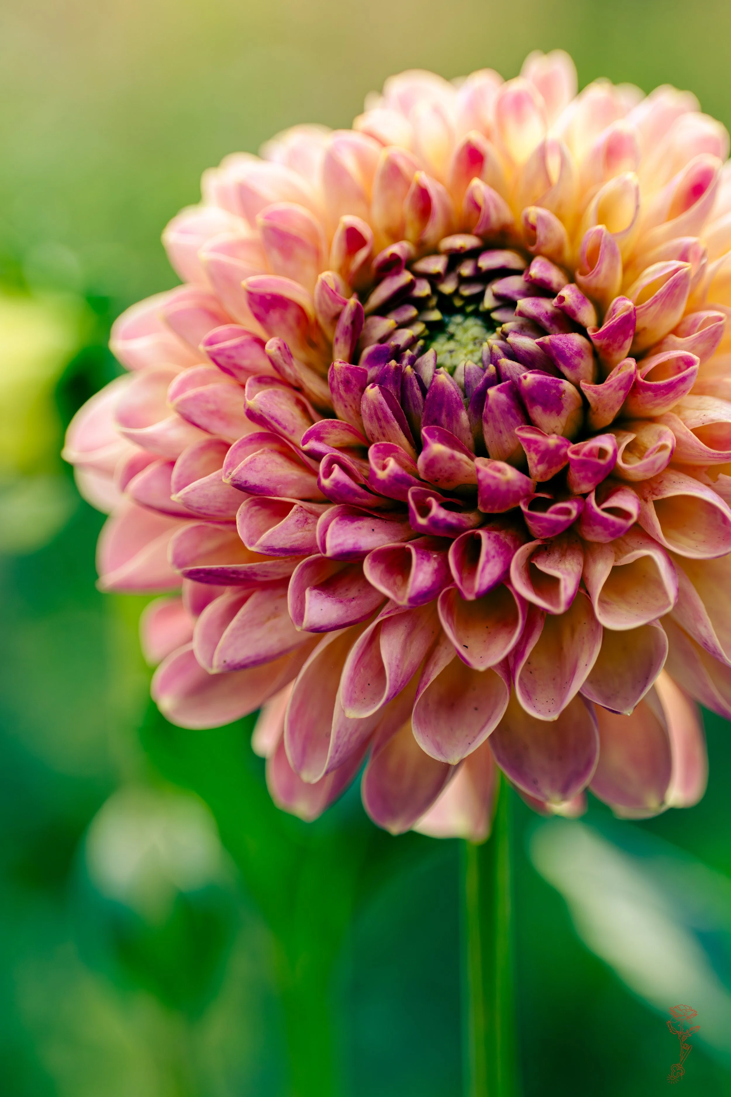 Colorful Dahlia Joy.jpg