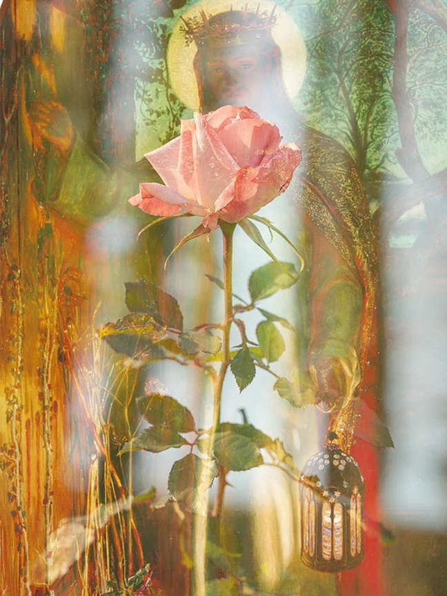 Pink Rose Light Knocking.jpg