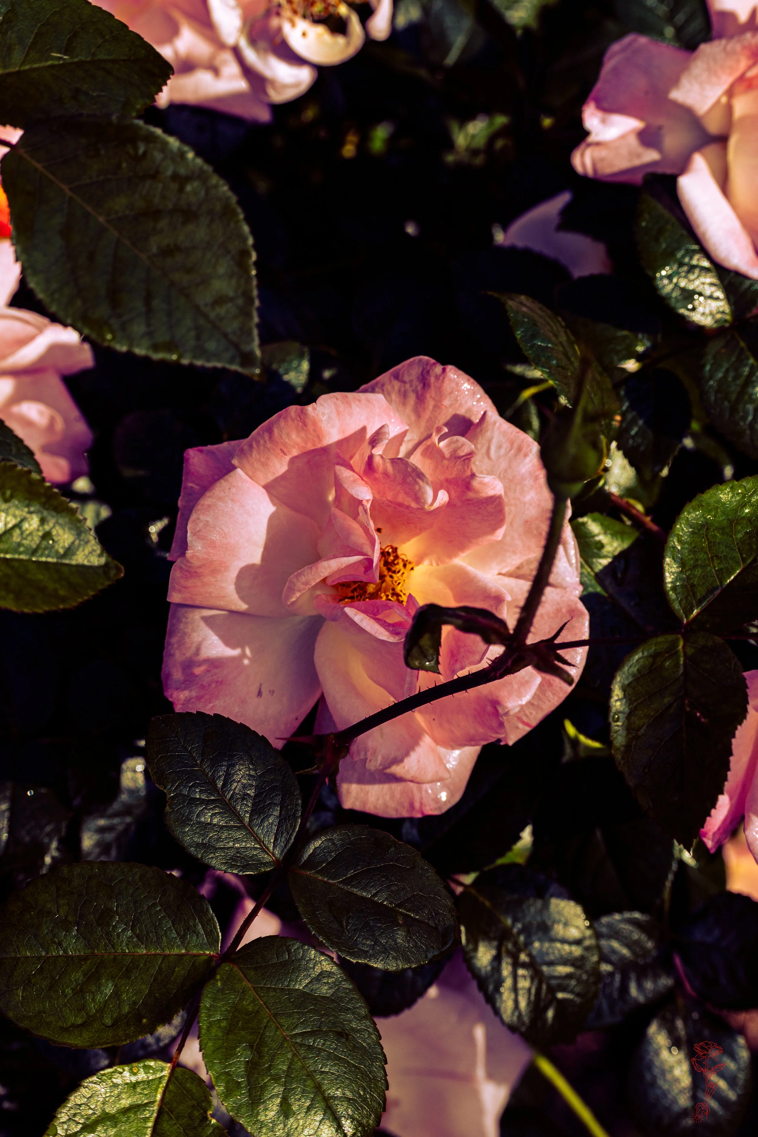 Peach Rose Dream.jpg