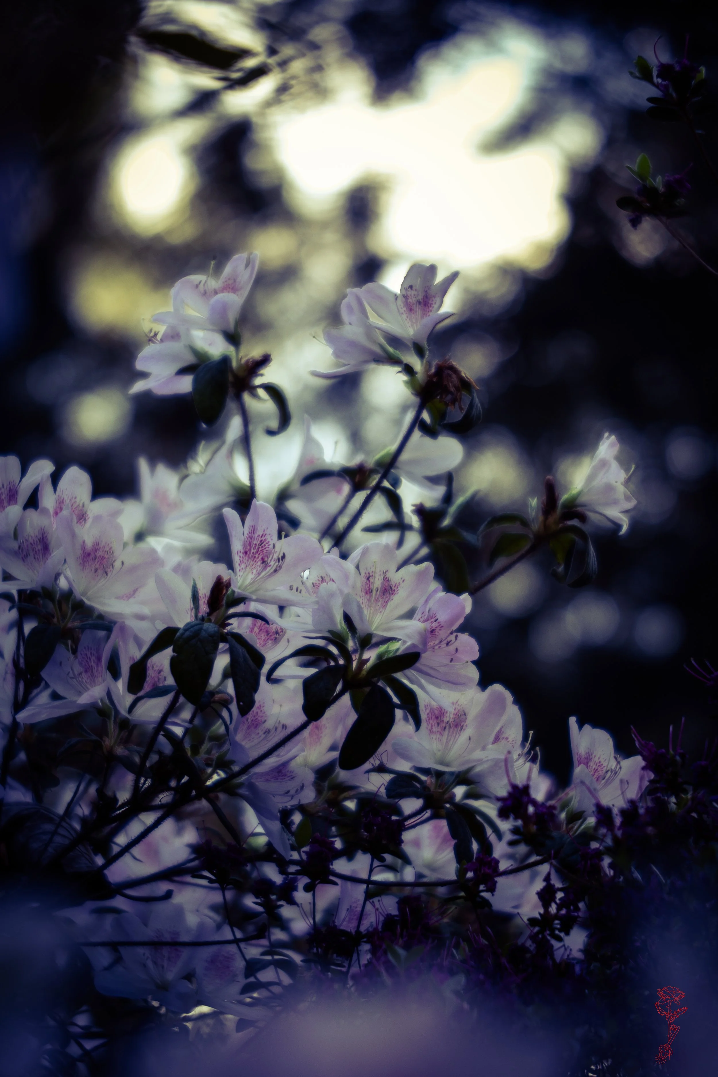 Azalea Light Dream.jpg