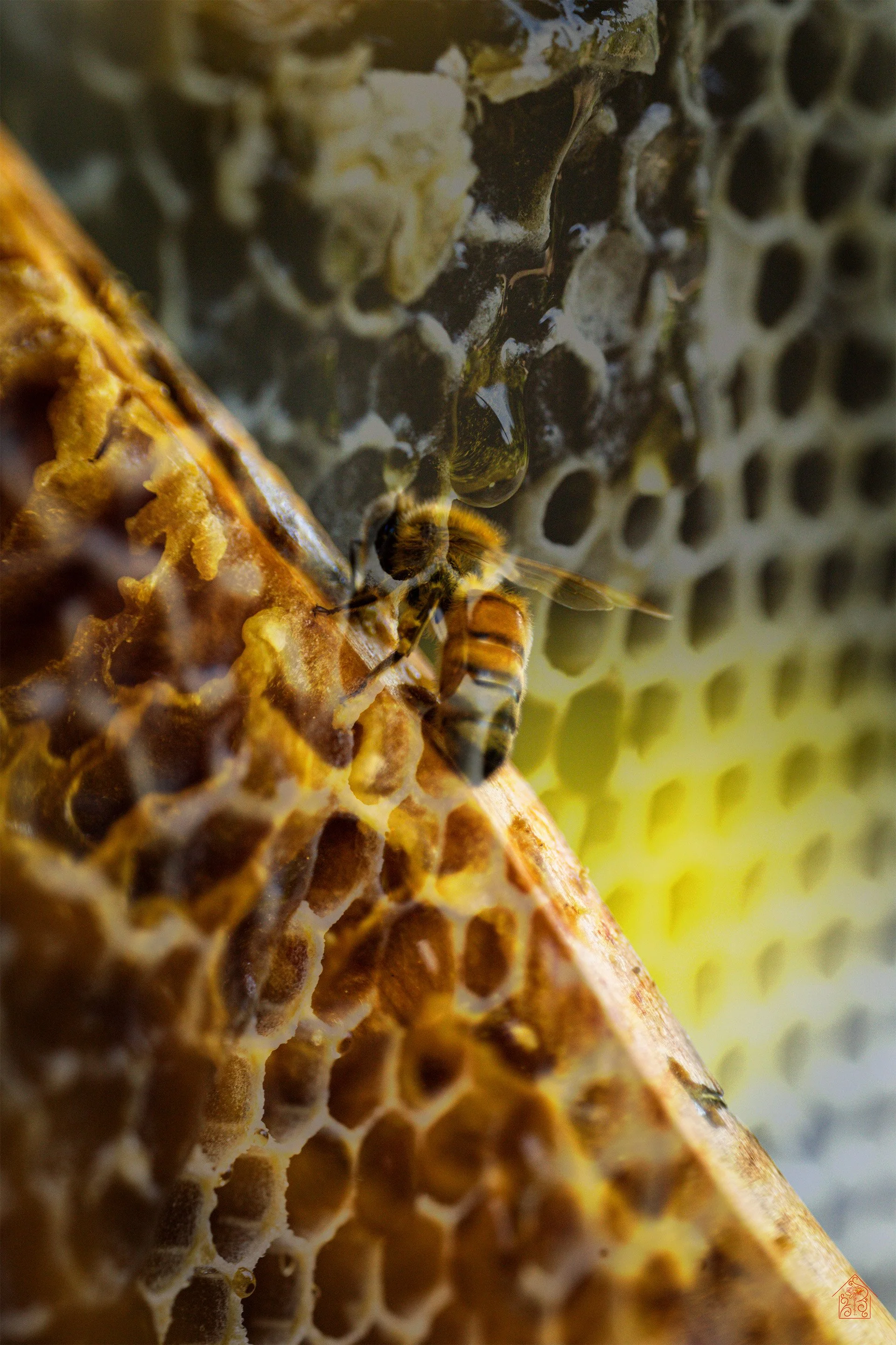 honey blend bee card.jpg