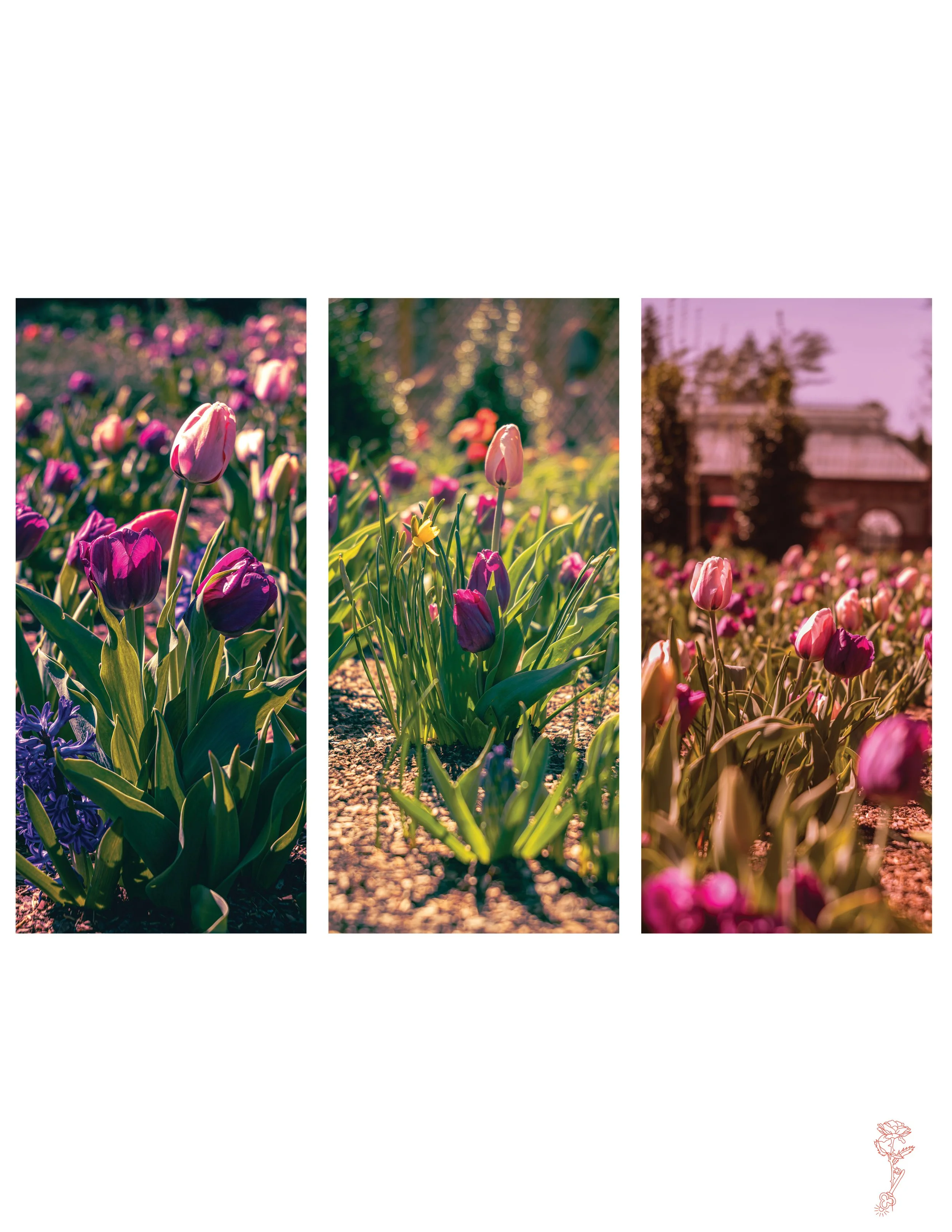 Spring Tulip Trio Set-2.jpg