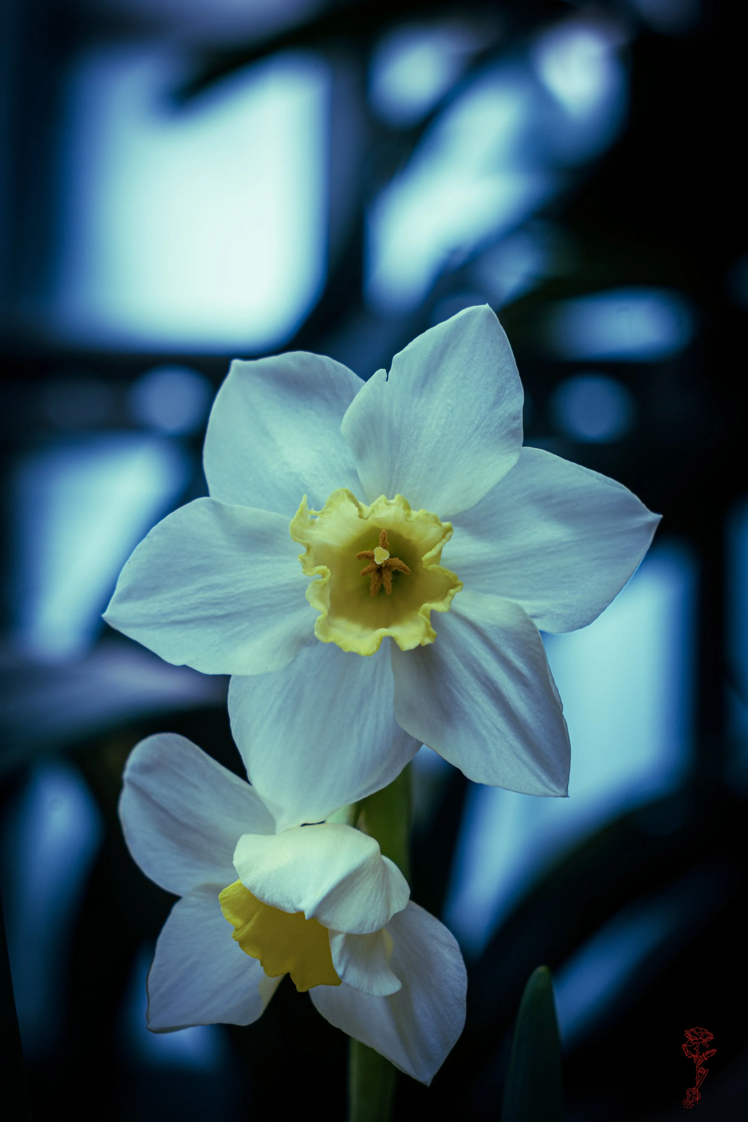 A Daffodil Dream.jpg