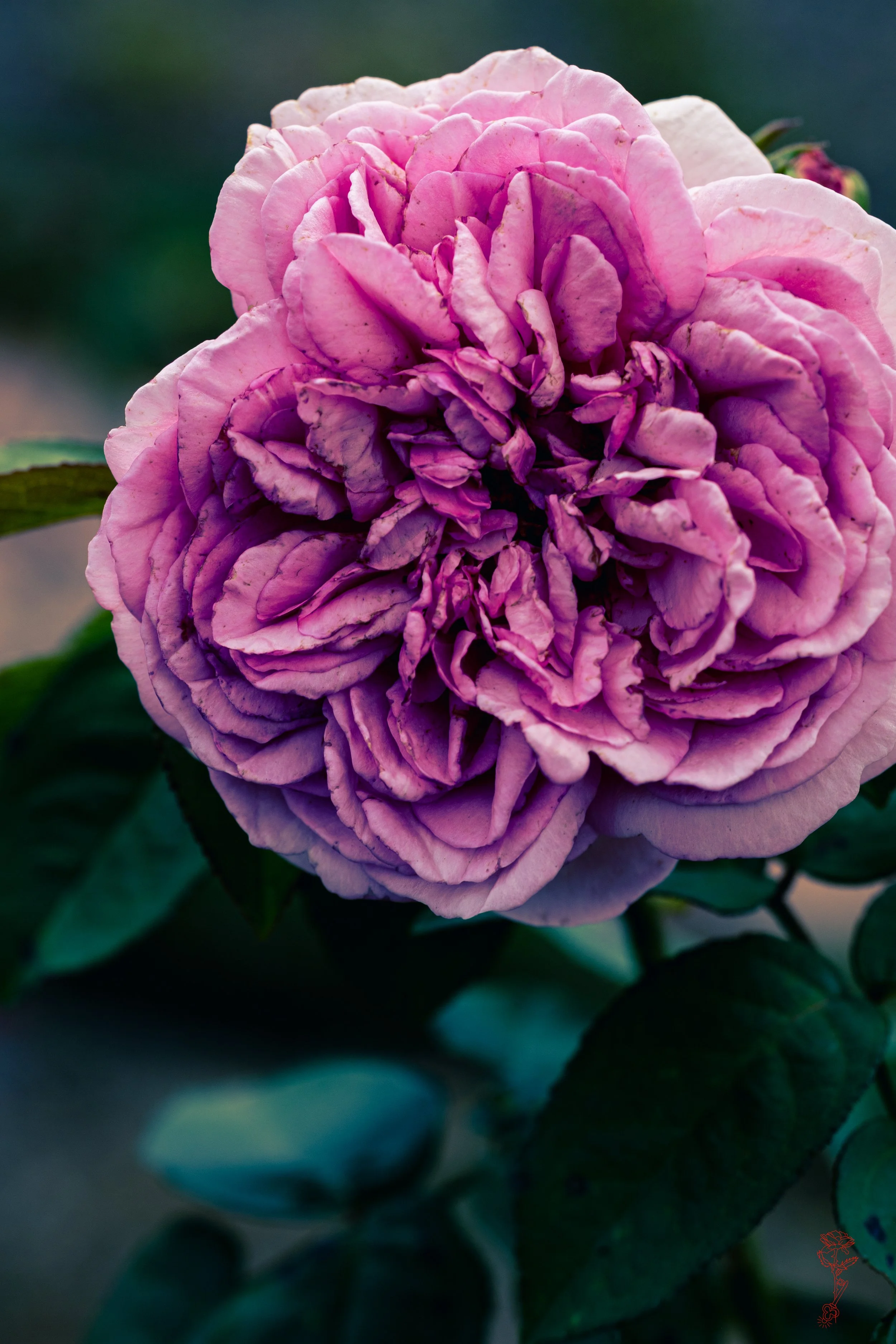 Moment of Raw Softness