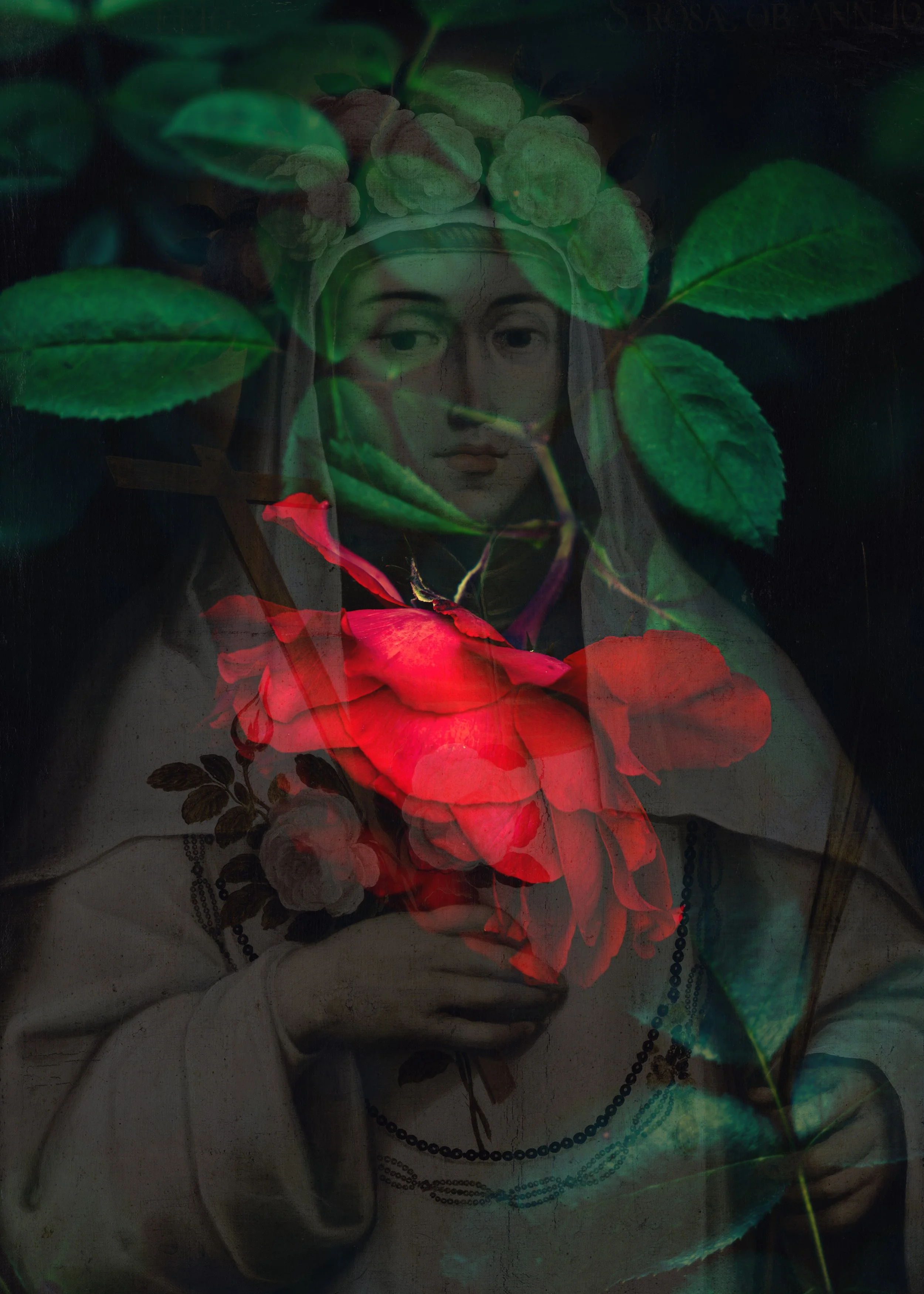 saint rose of lime red.jpg