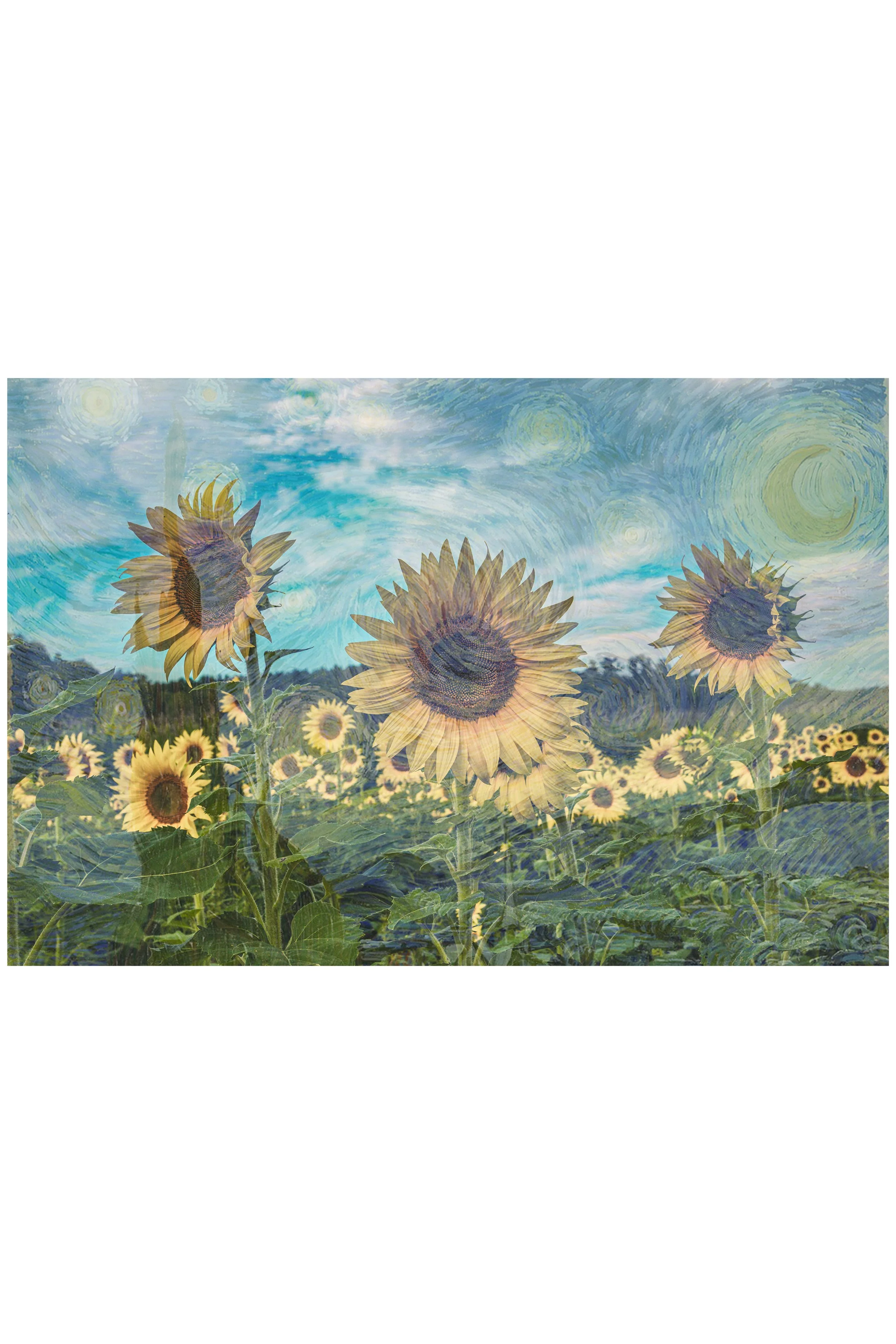 Sunflower Starry Night Moment
