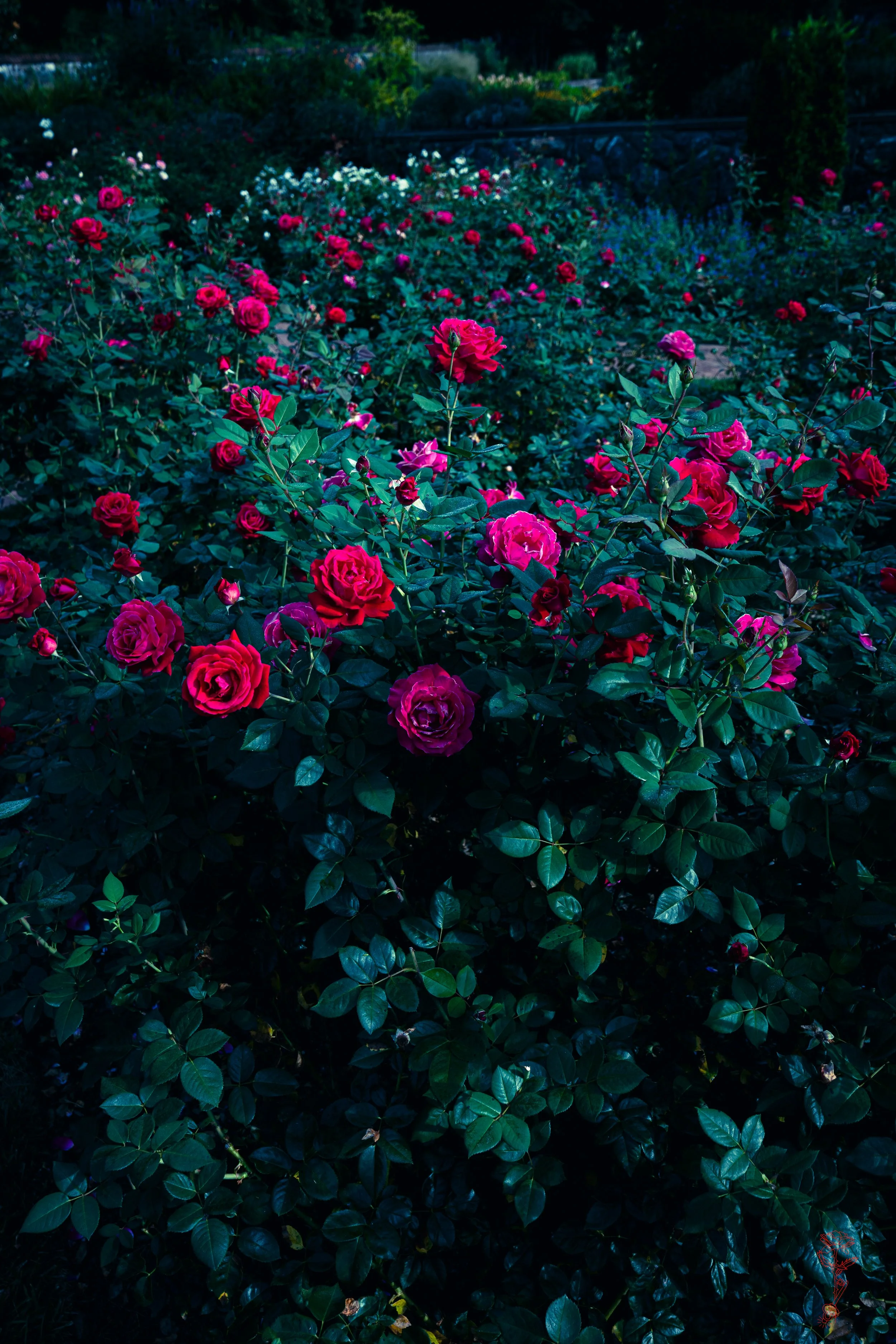 A Night of the Spirit of the Roses