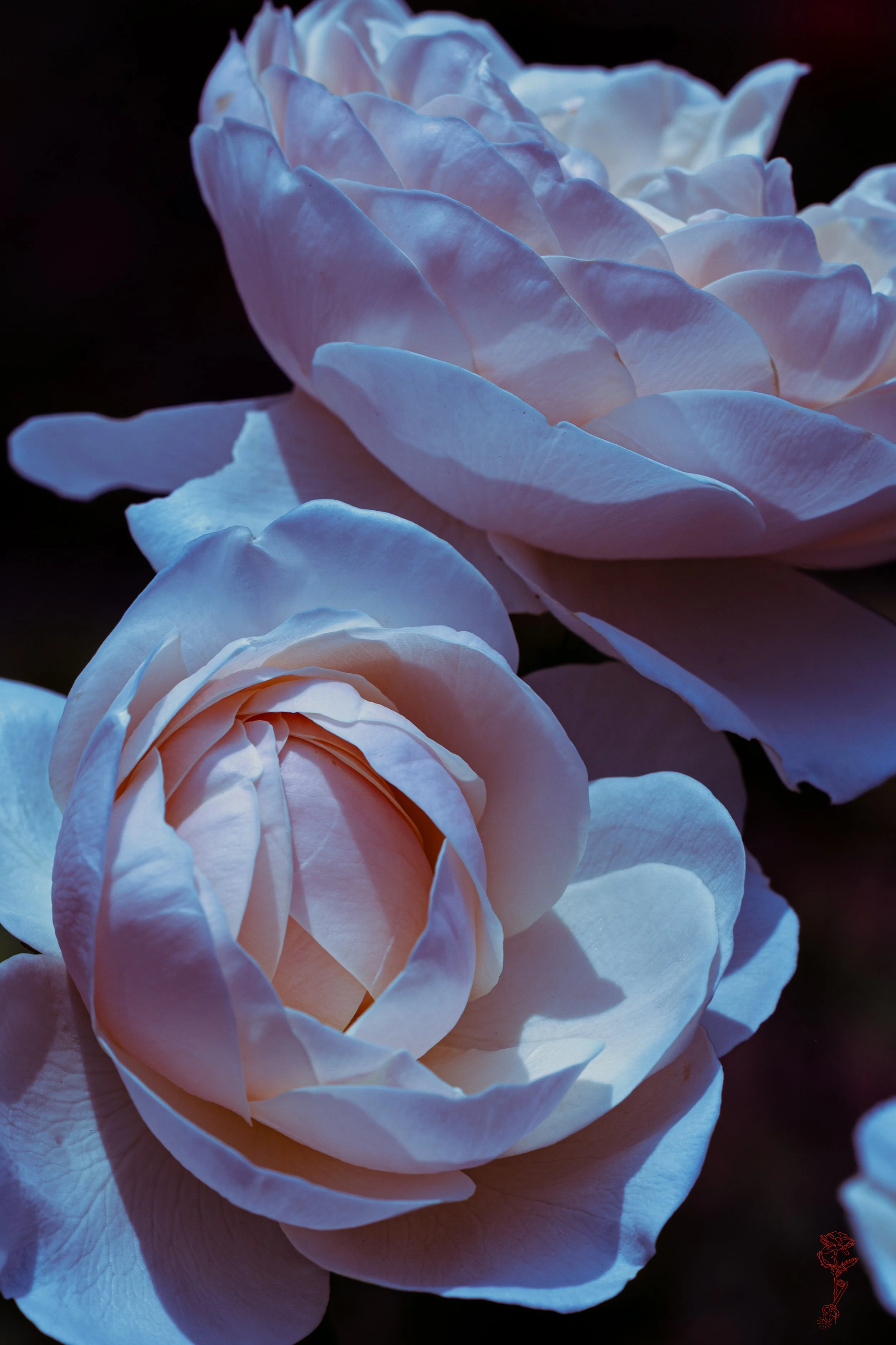 soft rose petal dream.jpg