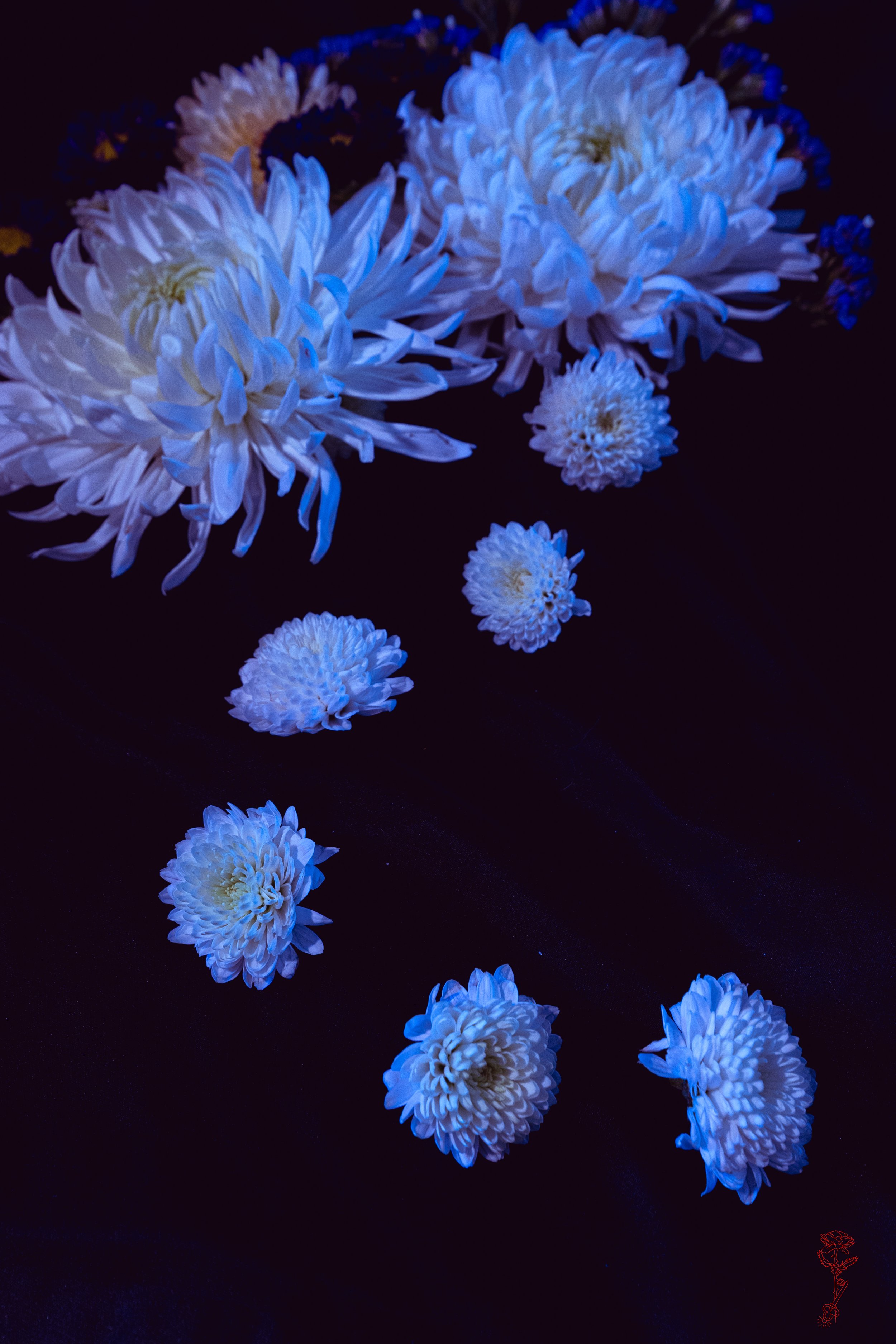 Ethereal Floral Path.jpg