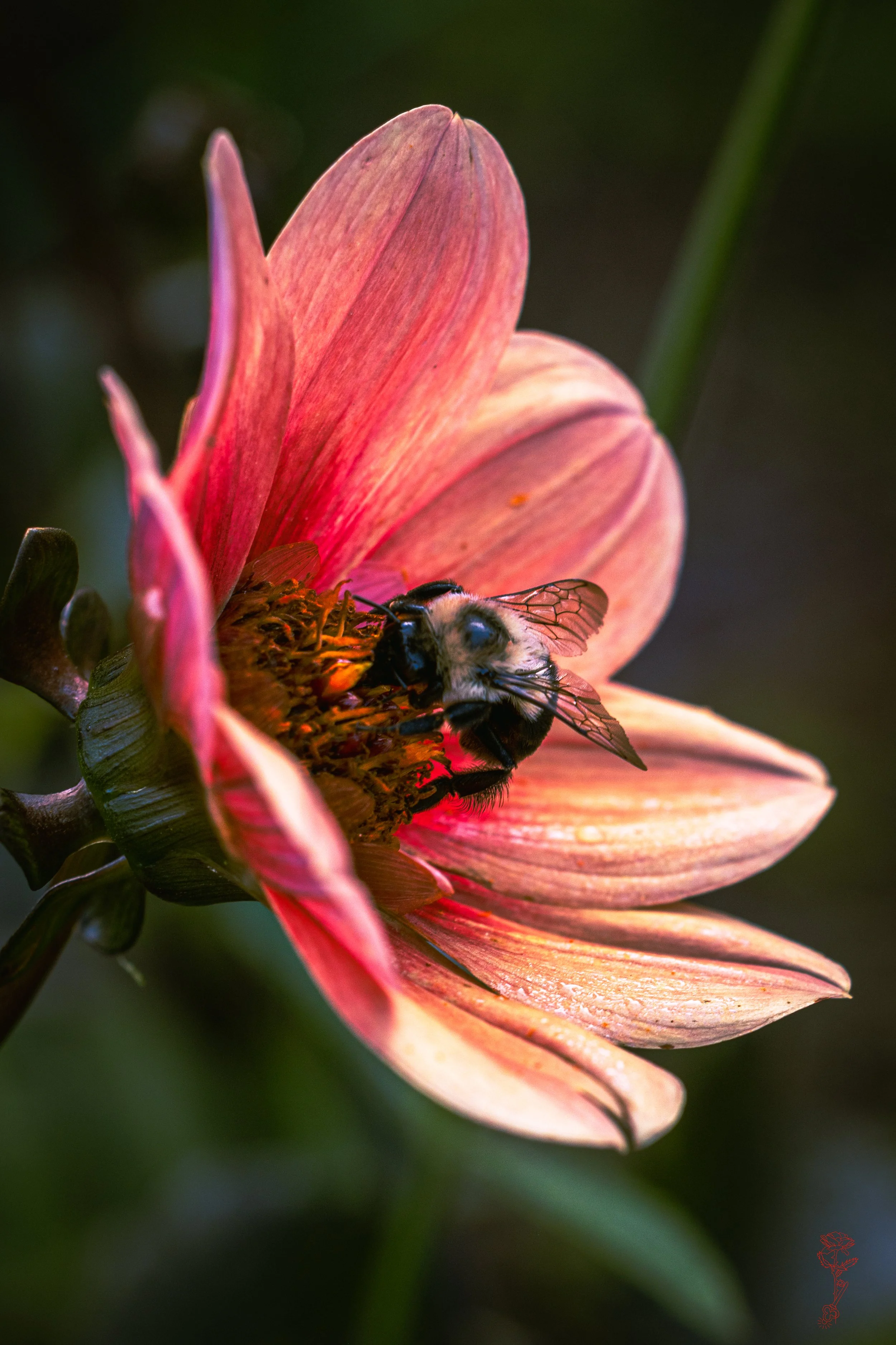 Bumble Bee Flower Breath.jpg