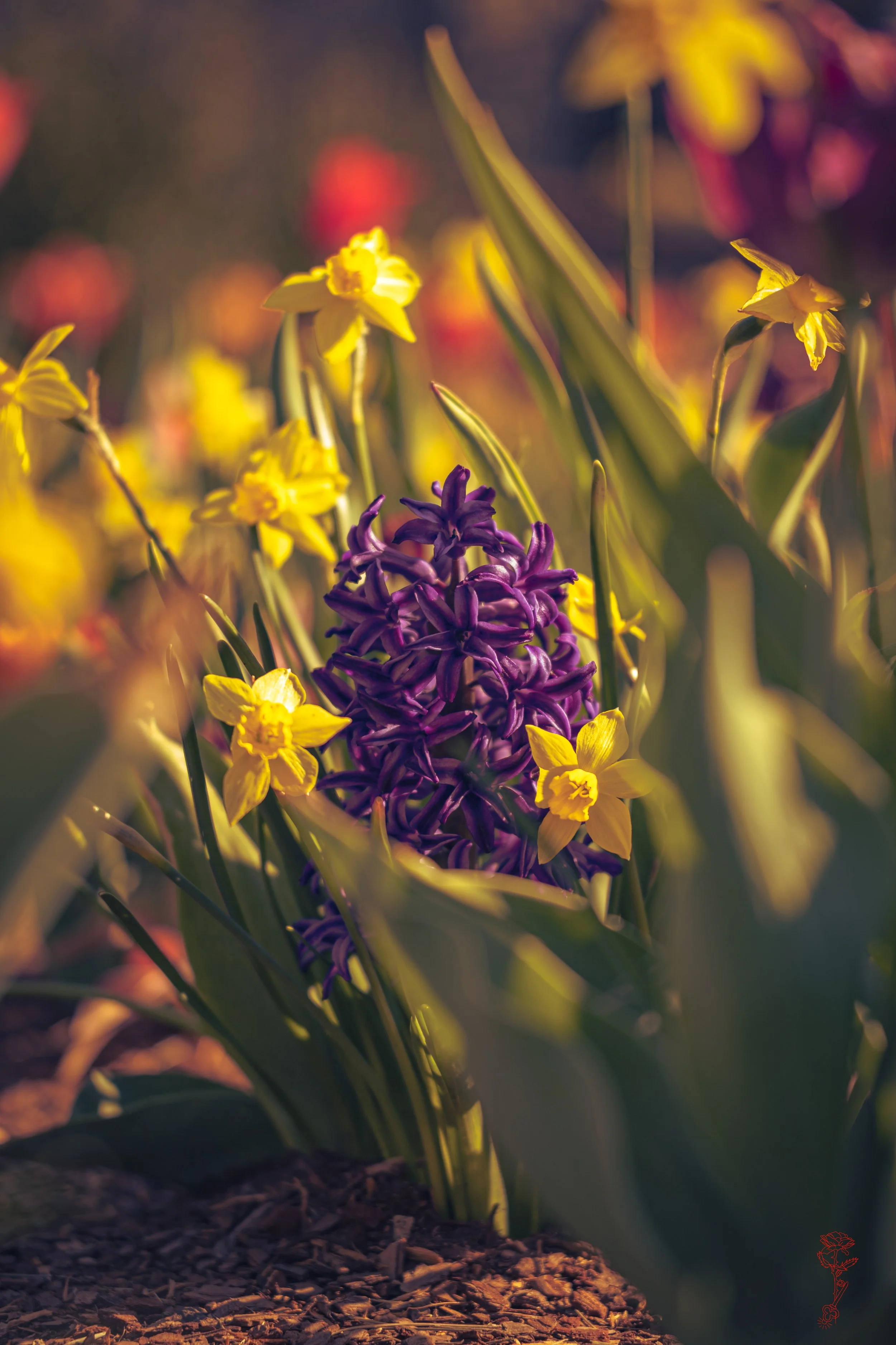 A Grounded Spring Dream.jpg