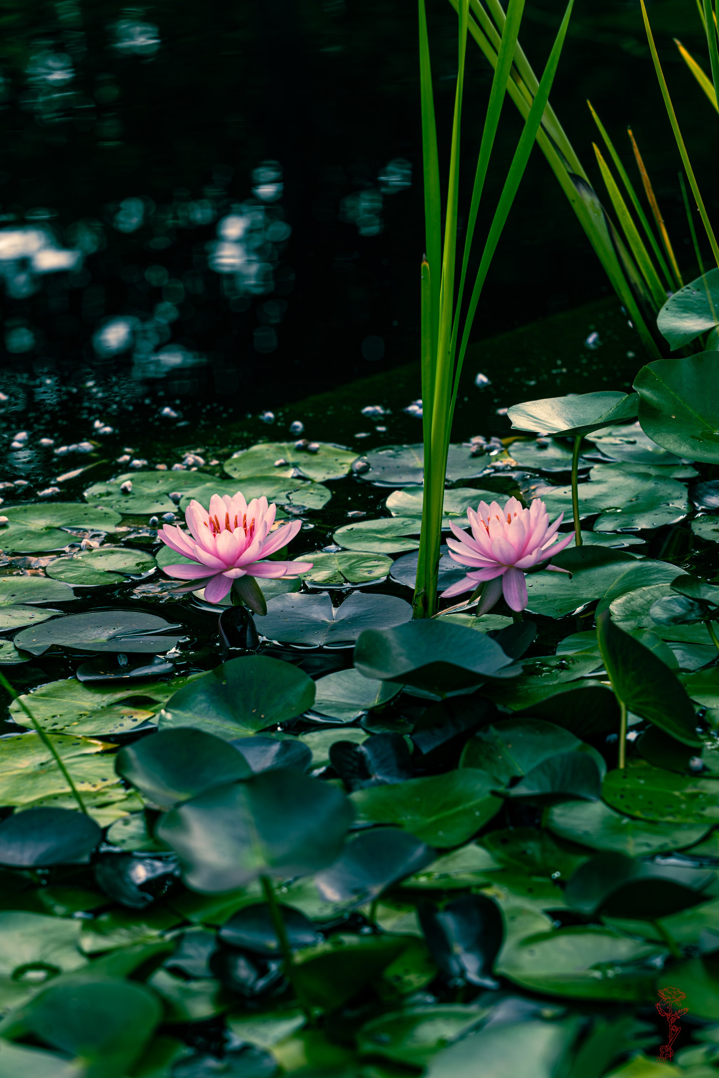 Pink Lotus Dance Canvas Print (Museum Quality)