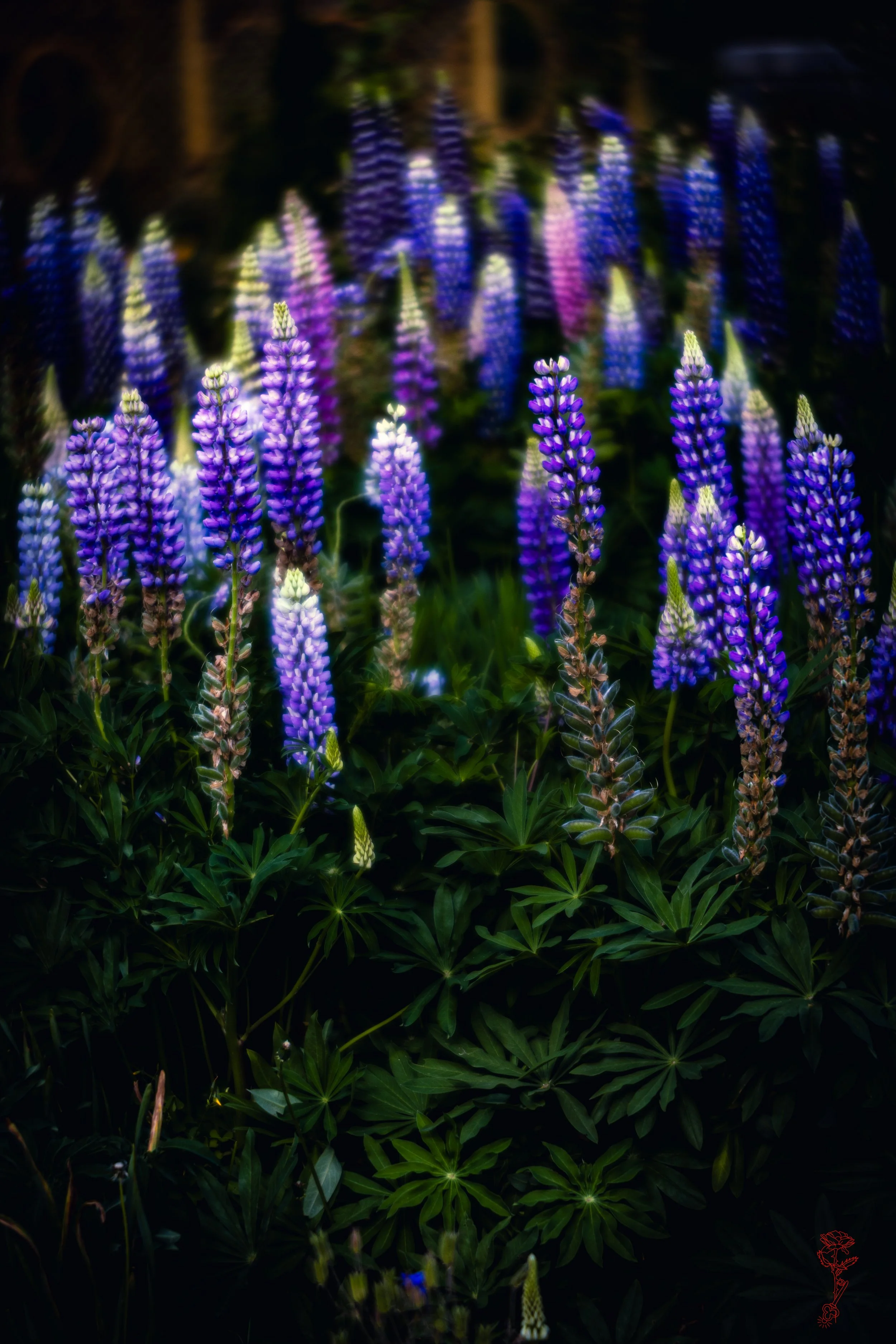 Lupine Fairytale.jpg