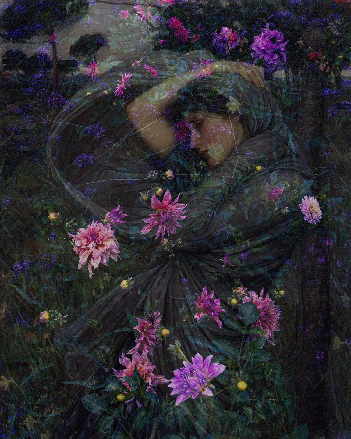 Boreas Dahlia Feminine Night (Simple Canvas)