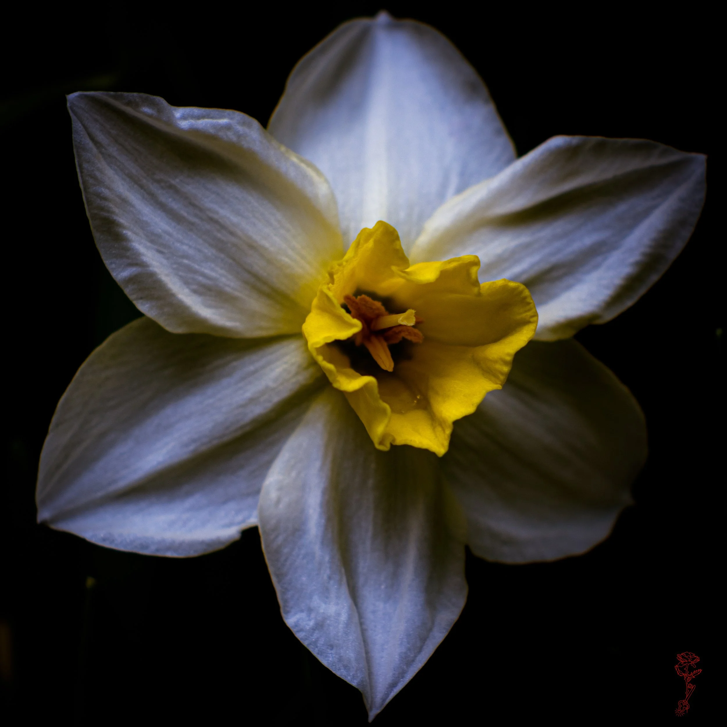 Dark Daffodil Squared.jpg