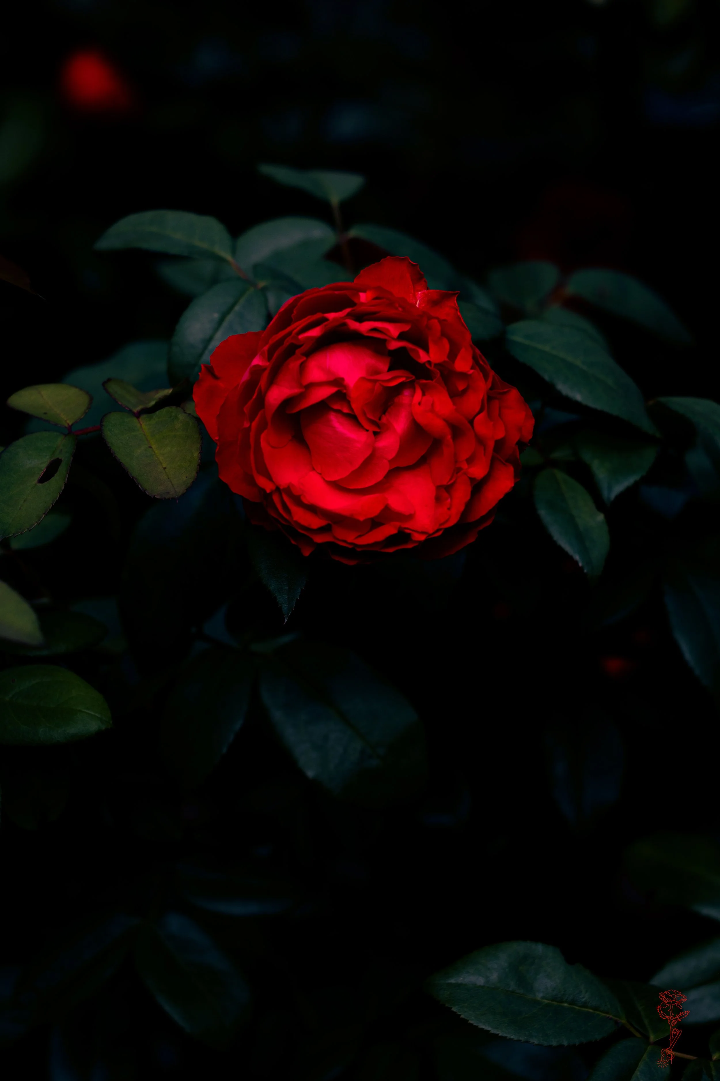 Red Rose Rising