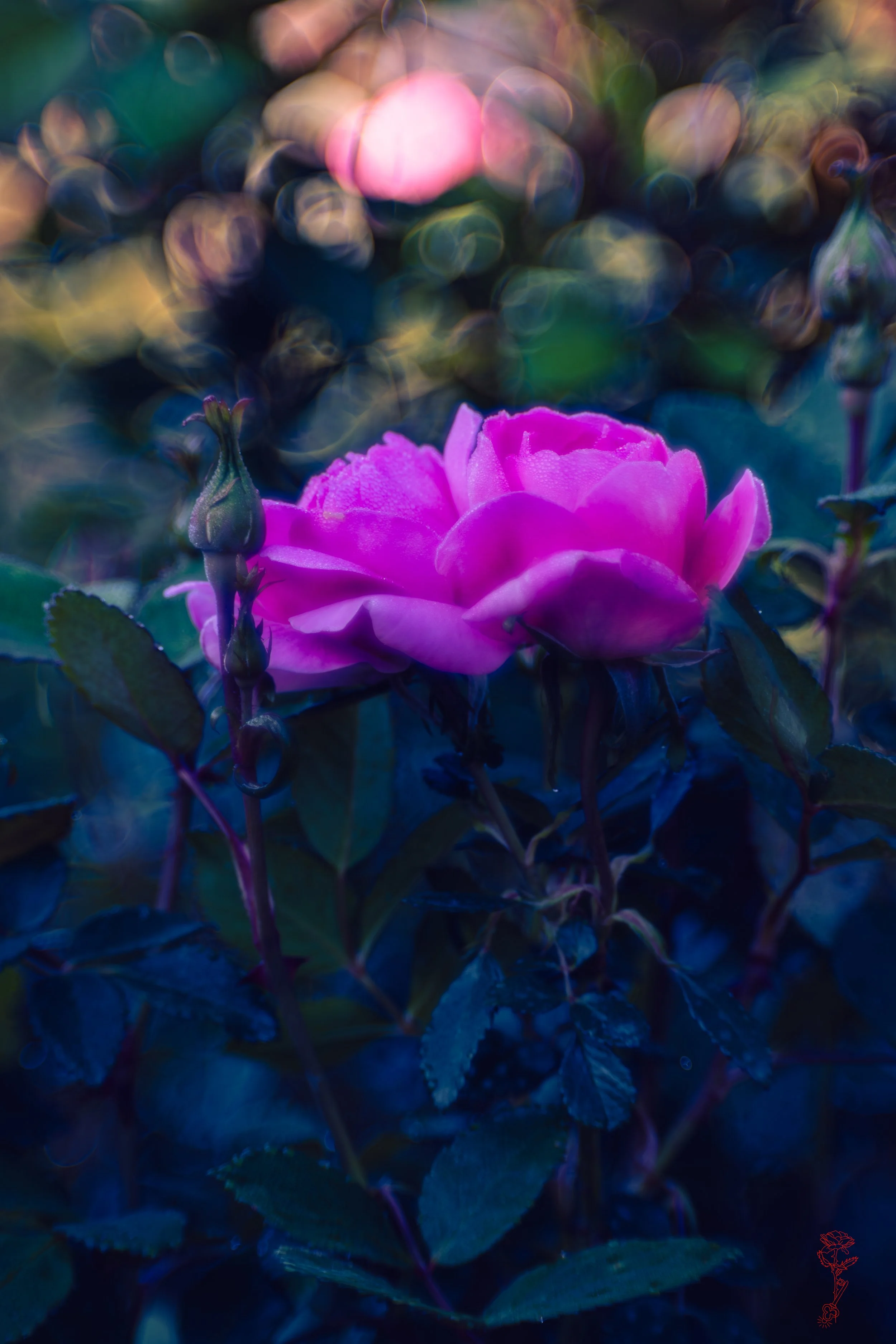 Pink Rose Treasure.jpg