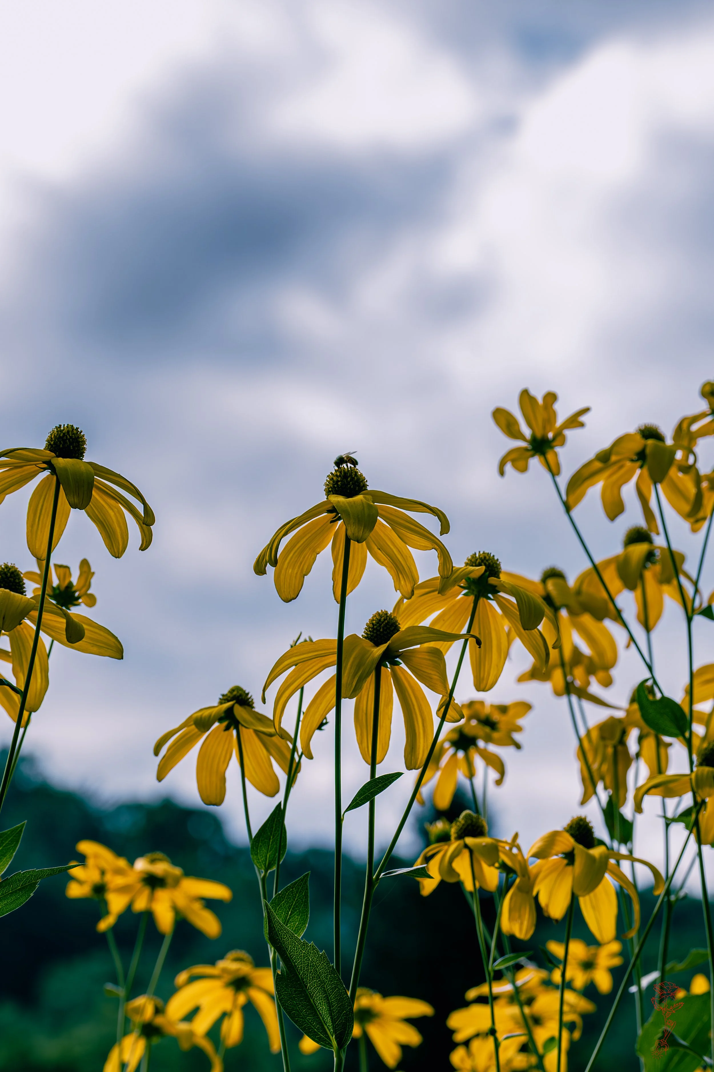 spot the bee.jpg